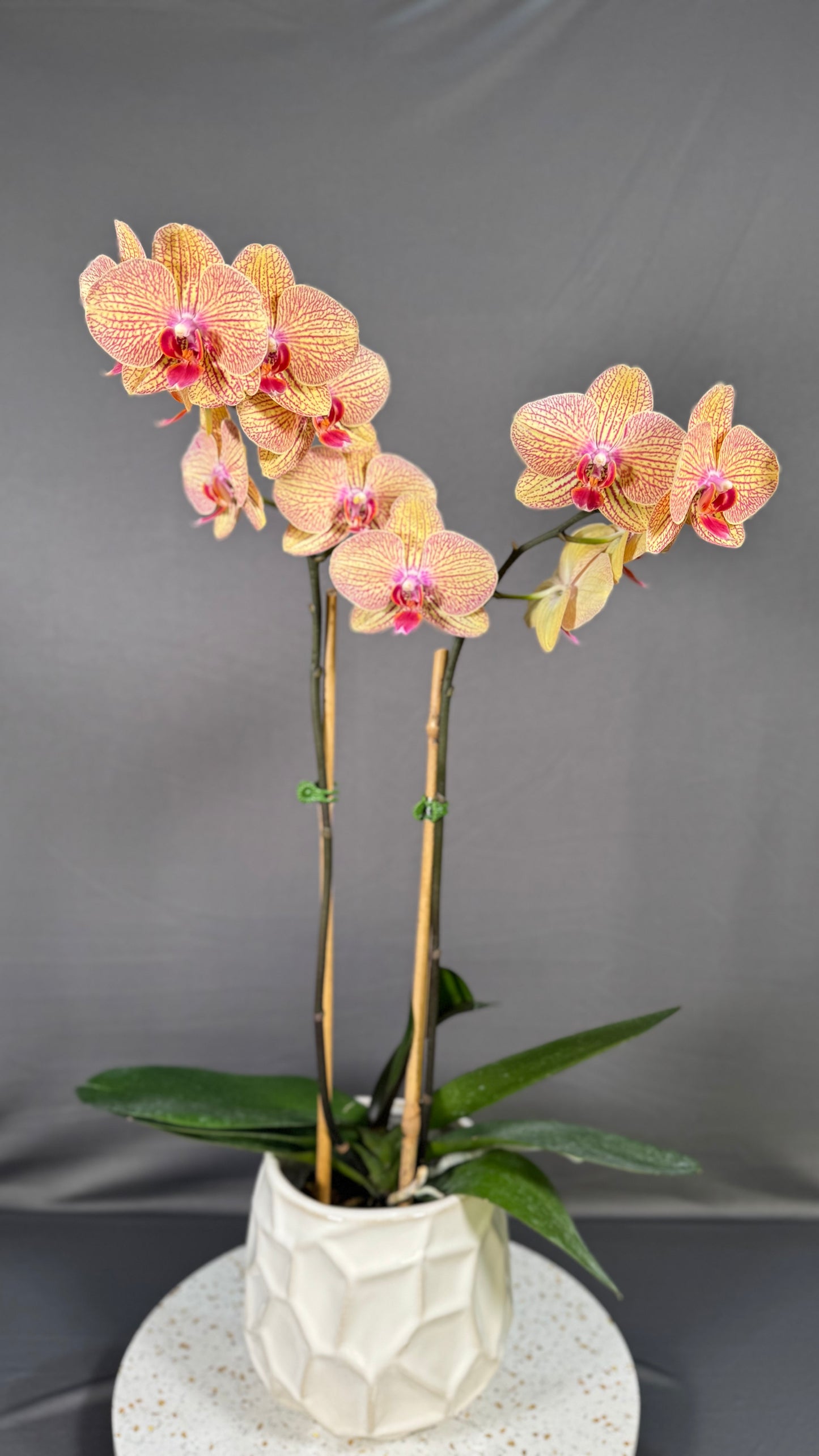 Phalaenopsis KV Beauty In Bud/Bloom