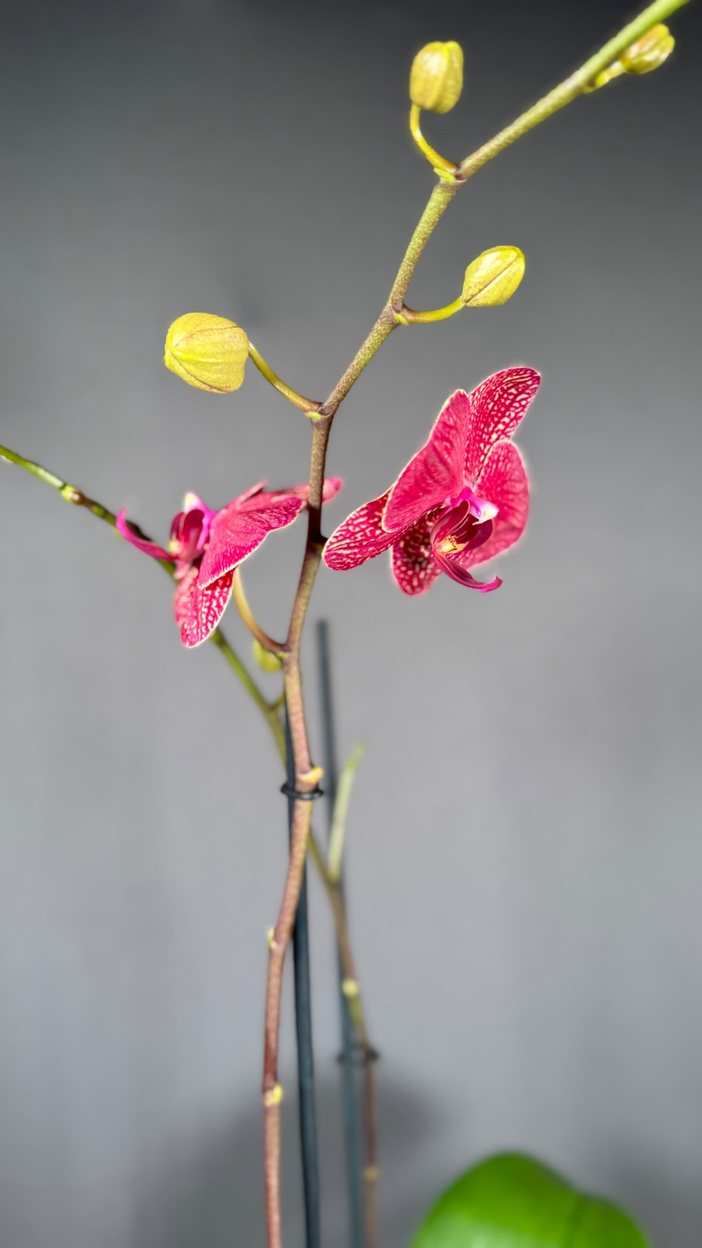 Phalaenopsis Kimono