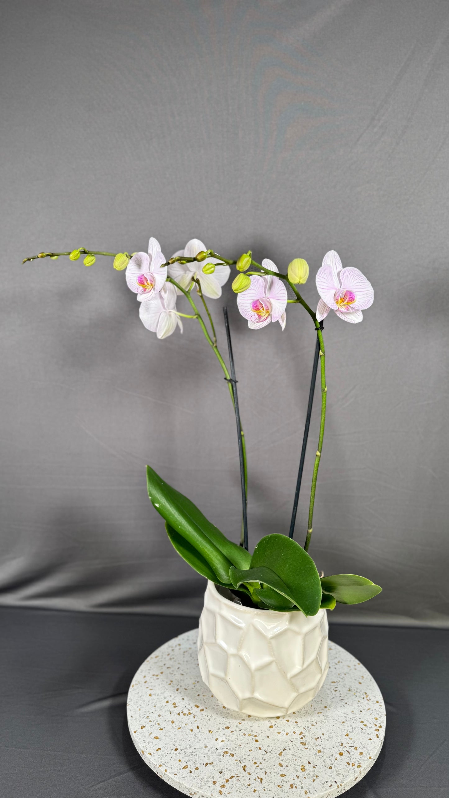 Phalaenopsis 'True Love'