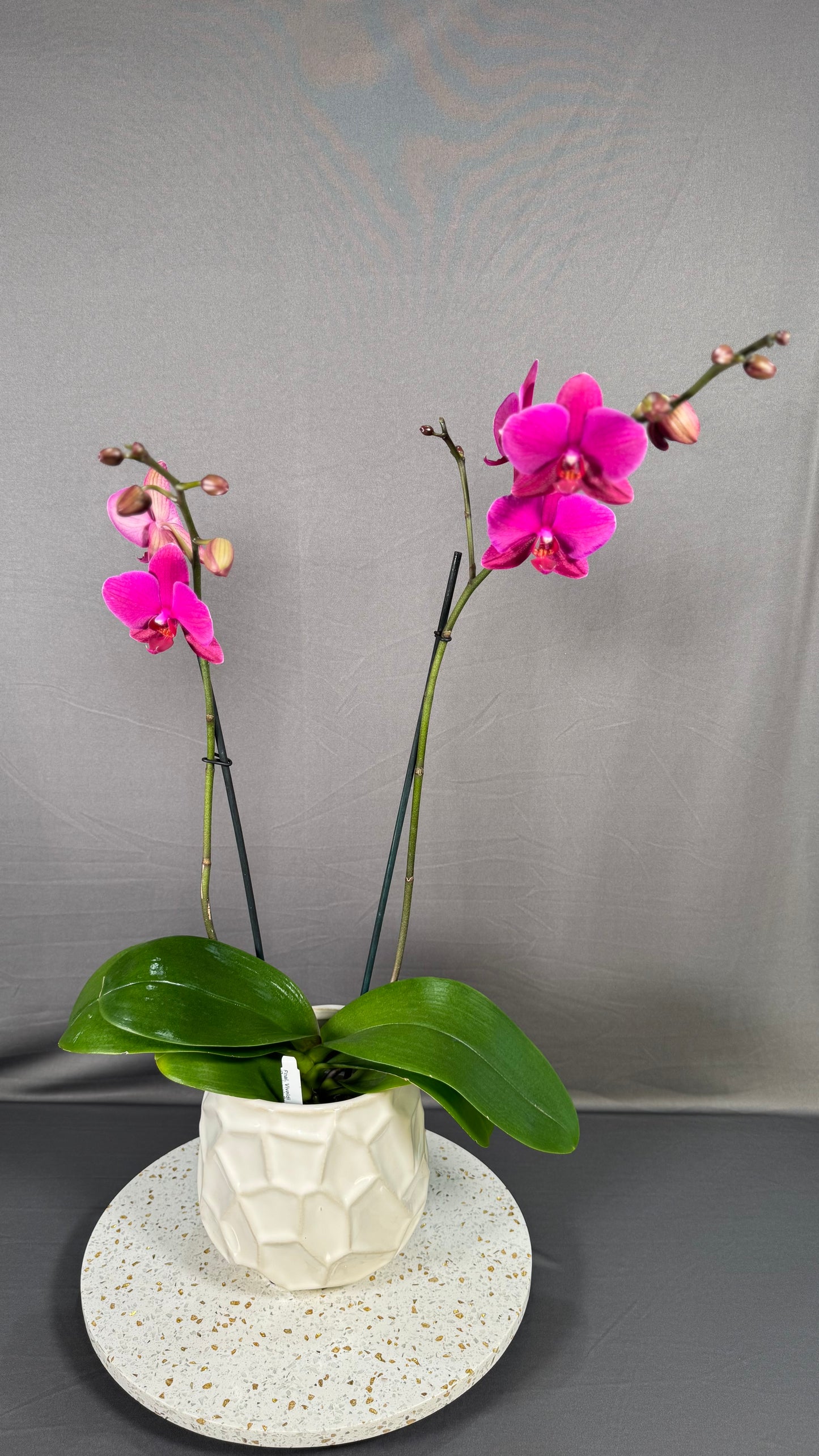 Phalaenopsis 'Vivaldi'
