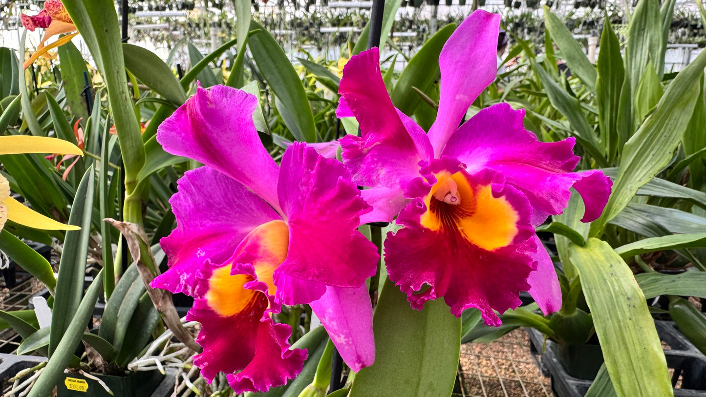 Cattleya Fragrant Pot. Dick Smith 'Dark Beauty'