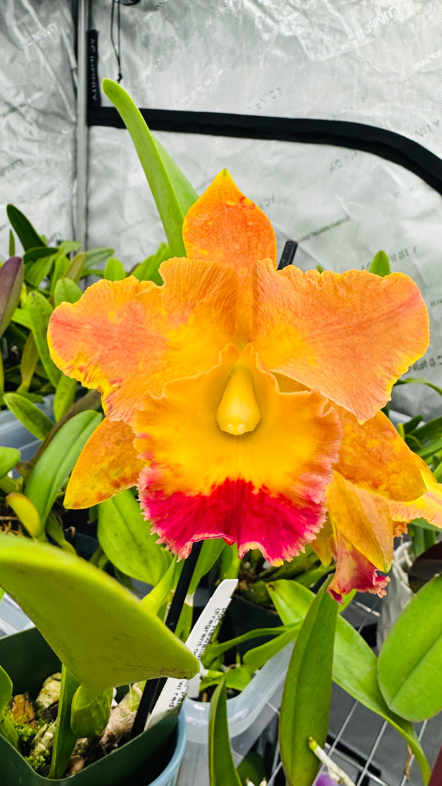 Cattleya Fragrant Pot. Hawaiian Thrill 'Paradise'