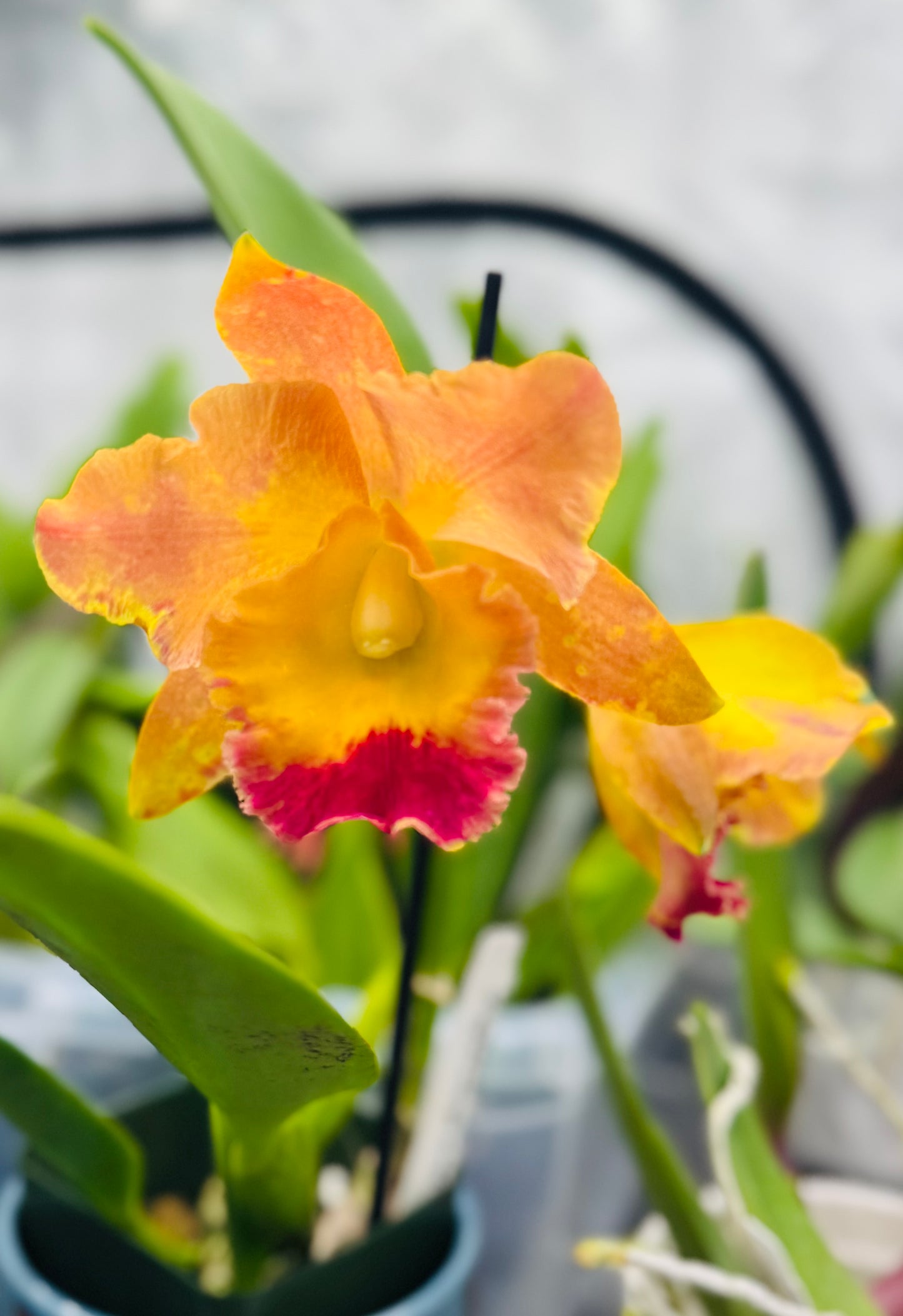 Cattleya Fragrant Pot. Hawaiian Thrill 'Paradise'