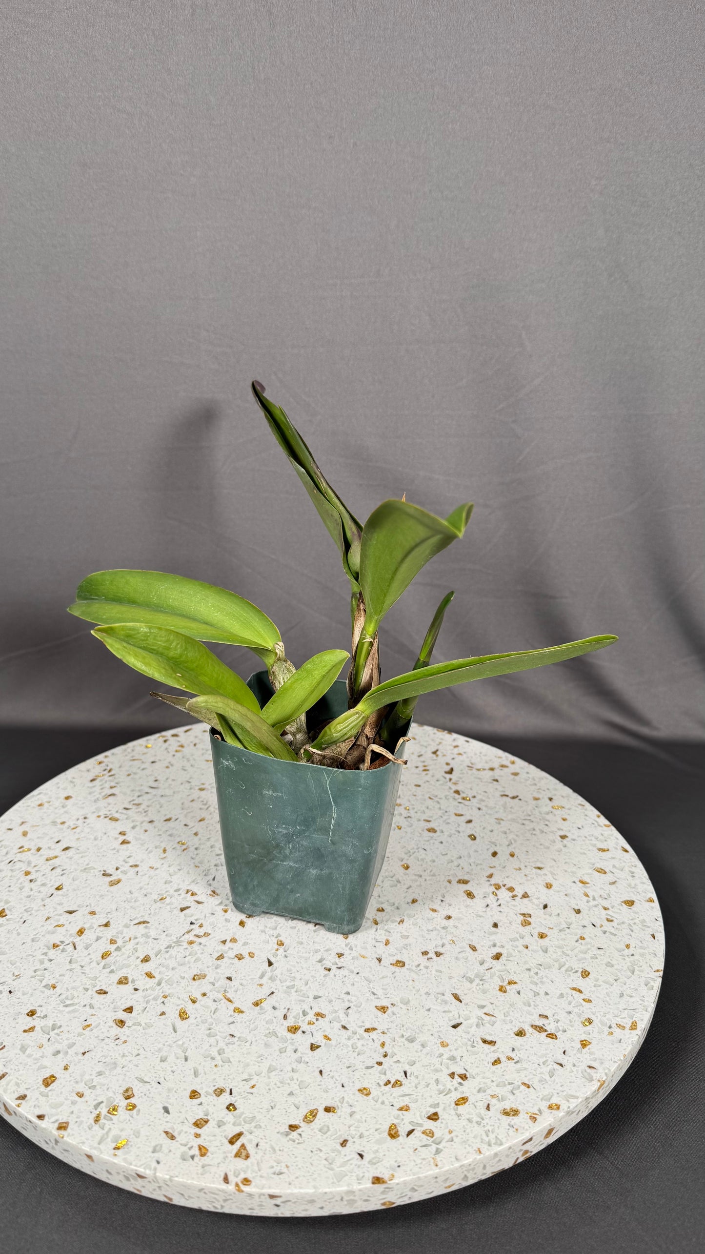 Large Cattleya Fragrant Pot. Jessie Lee 'Hawaii'
