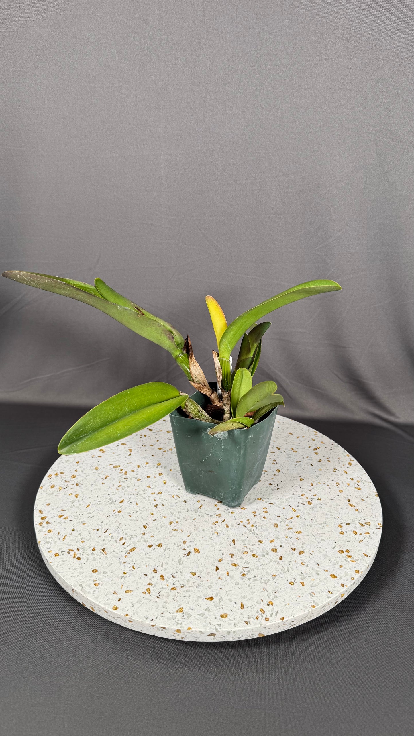 Large Cattleya Fragrant Pot. Jessie Lee 'Hawaii'