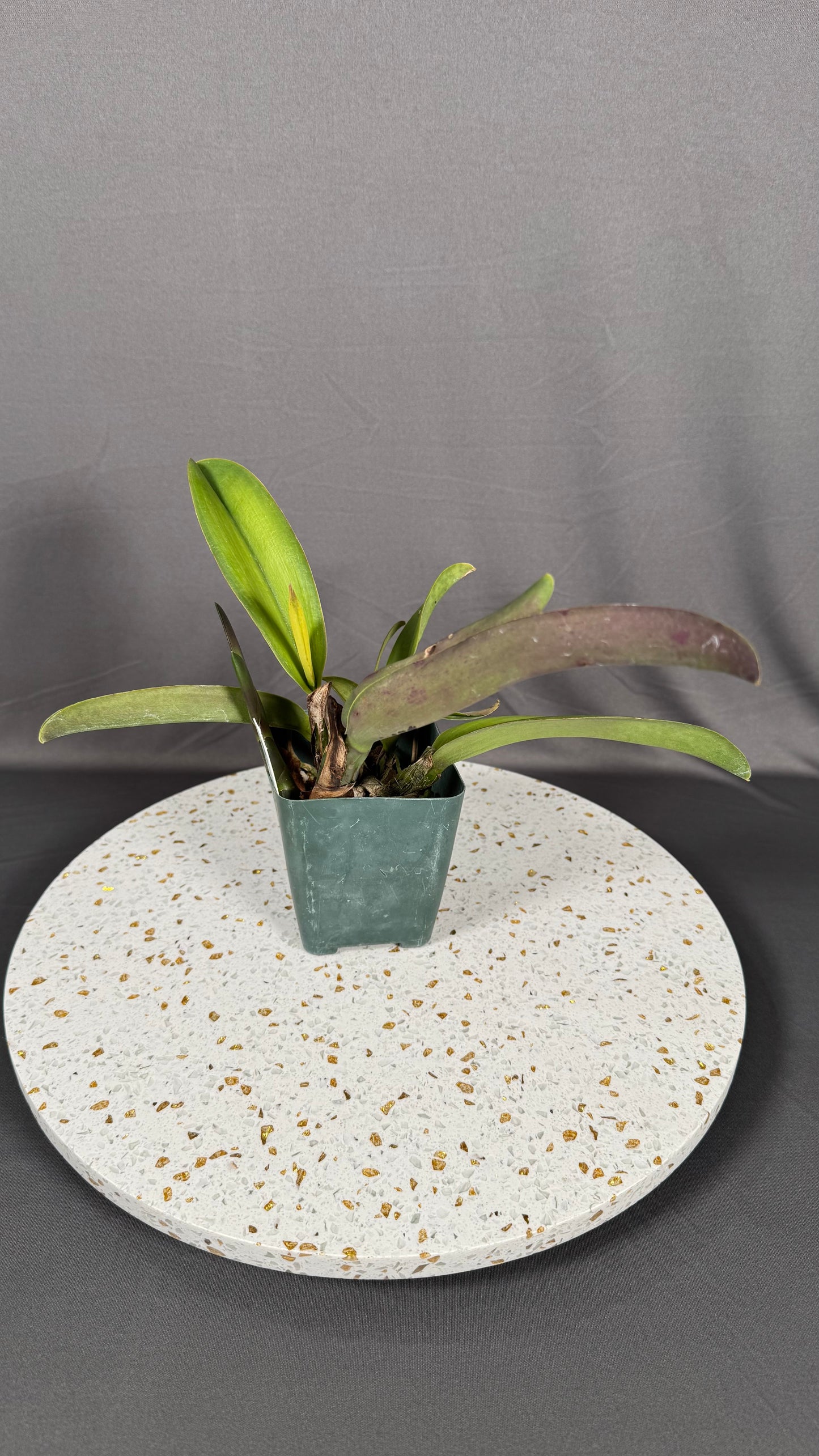 Large Cattleya Fragrant Pot. Jessie Lee 'Hawaii'