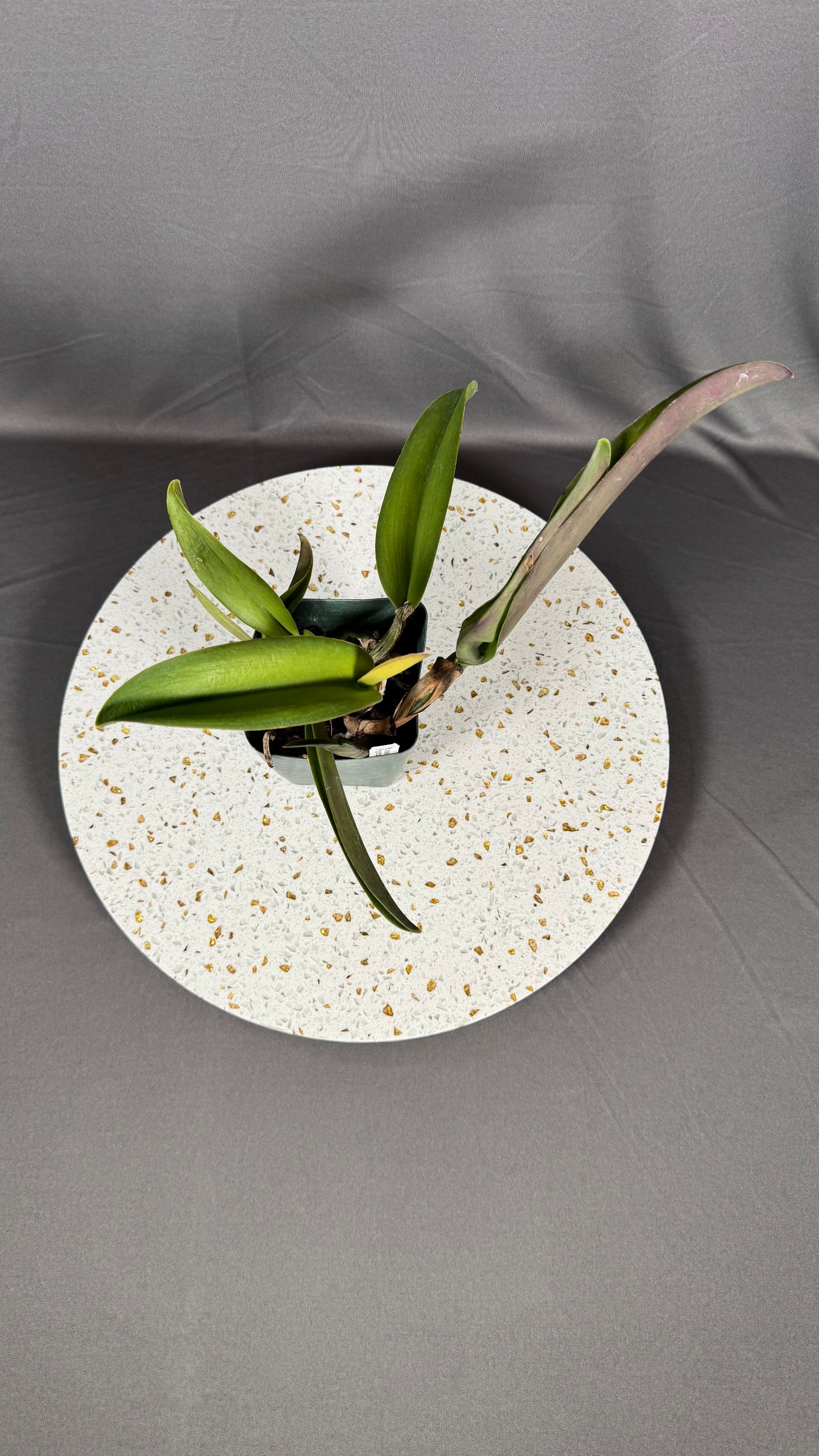 Large Cattleya Fragrant Pot. Jessie Lee 'Hawaii'
