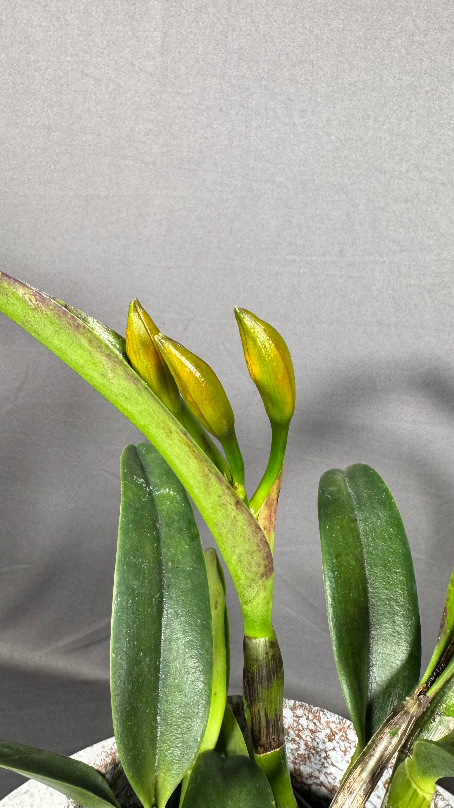Cattleya Fragrant Pot. Jessie Sabo 'Paradise'