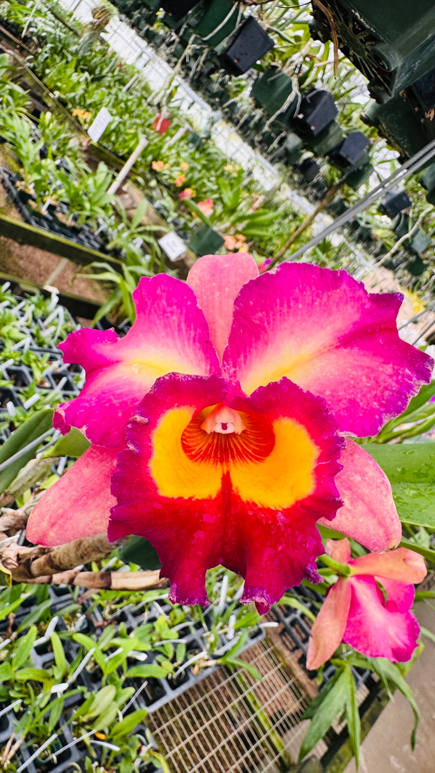 Large Cattleya Fragrant Pot. Kyla Kobayashi 'Paradise'