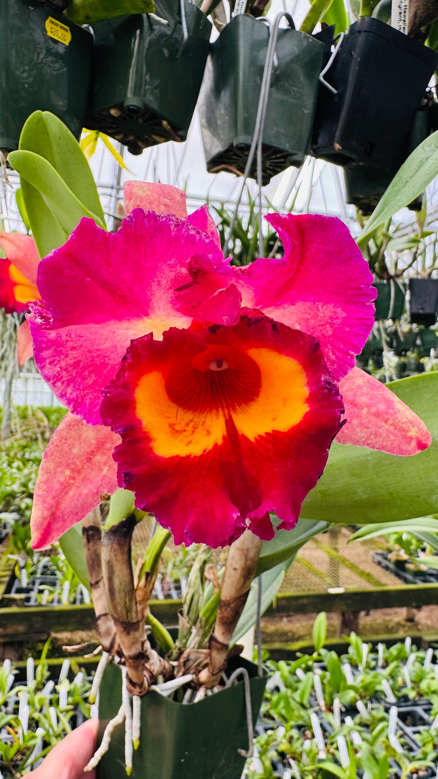 Large Cattleya Fragrant Pot. Kyla Kobayashi 'Paradise'