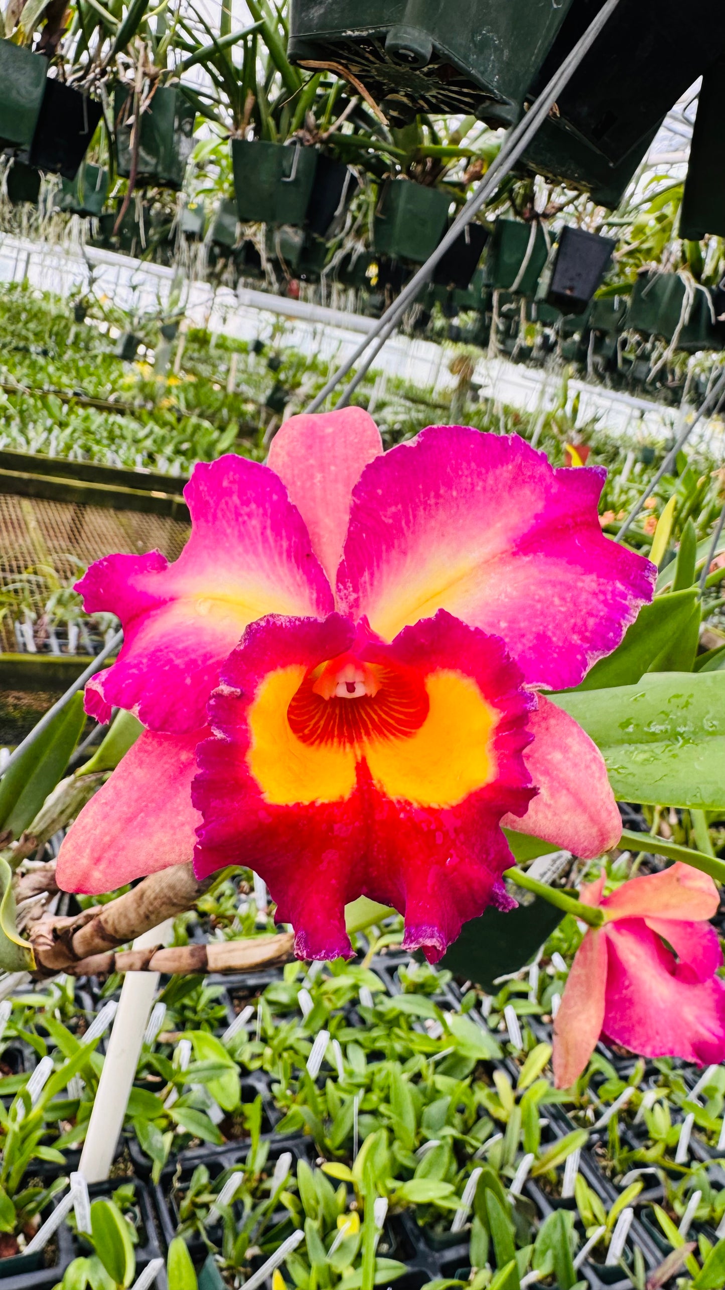 Large Cattleya Fragrant Pot. Kyla Kobayashi 'Paradise'