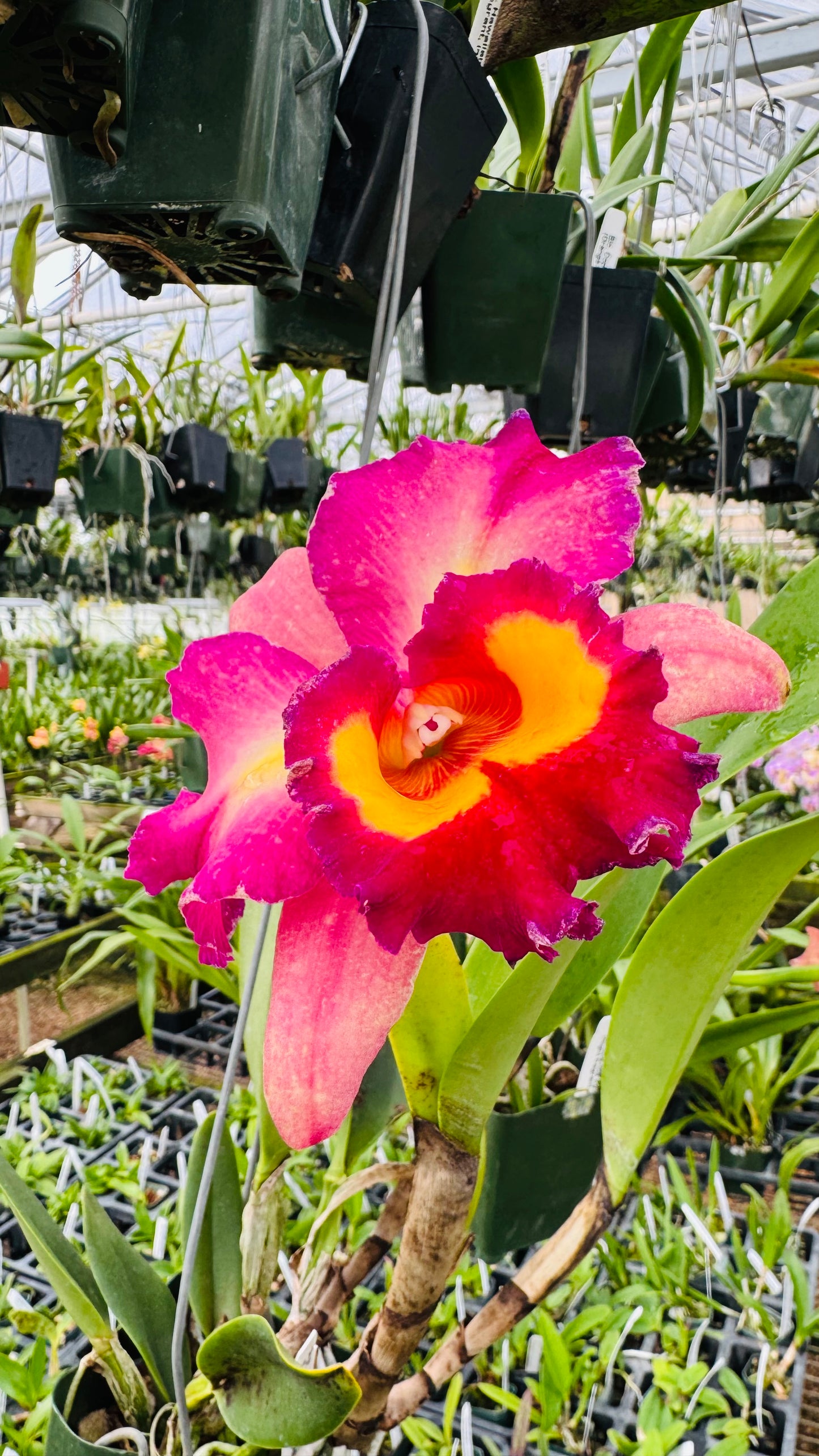 Large Cattleya Fragrant Pot. Kyla Kobayashi 'Paradise'