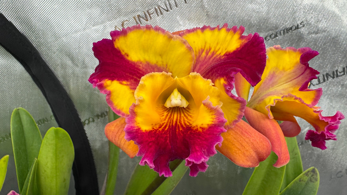 Large Cattleya Fragrant Pot. (Dick Smith x Florence Feary) 'Hawaii'