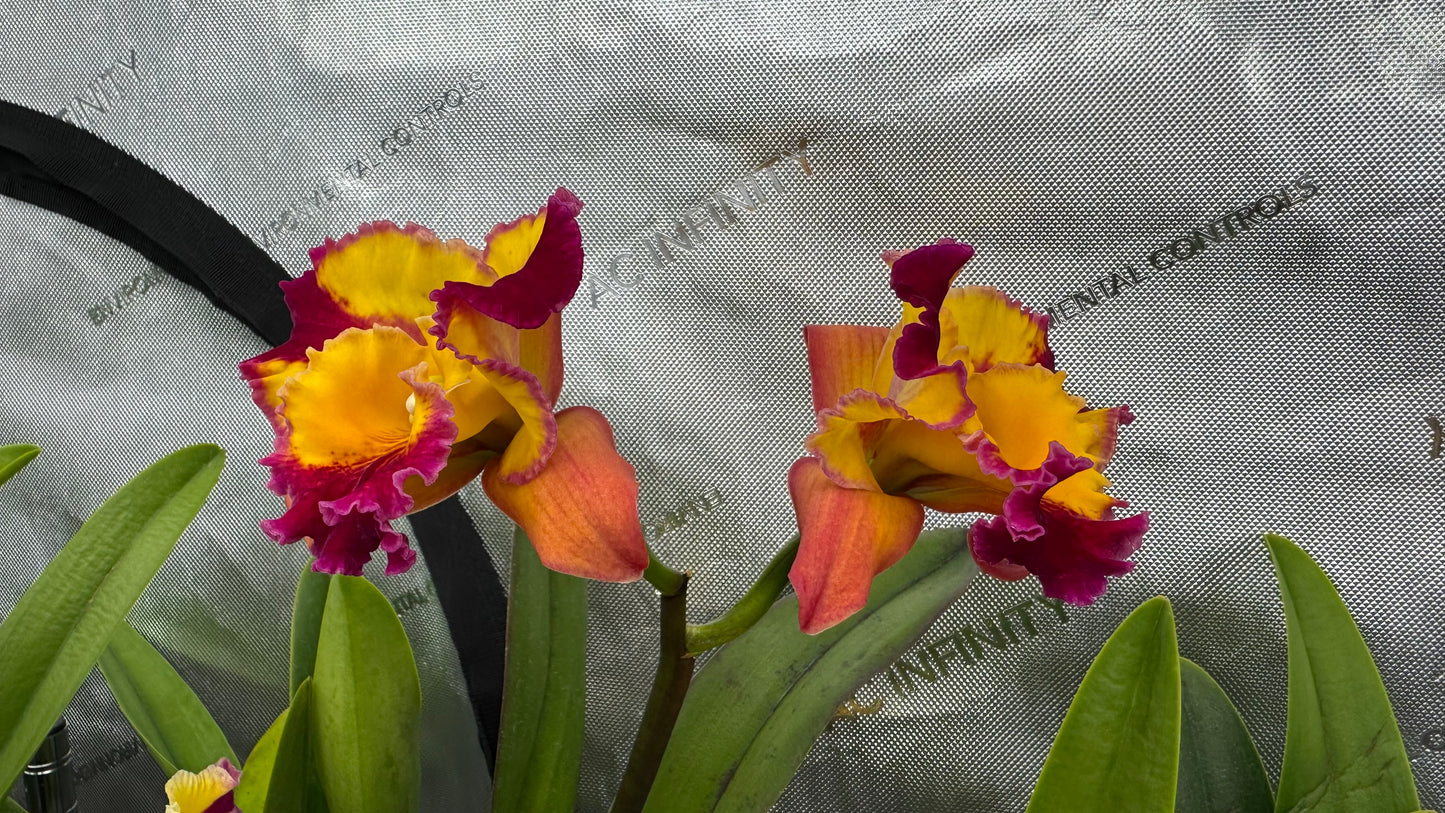 Large Cattleya Fragrant Pot. (Dick Smith x Florence Feary) 'Hawaii'