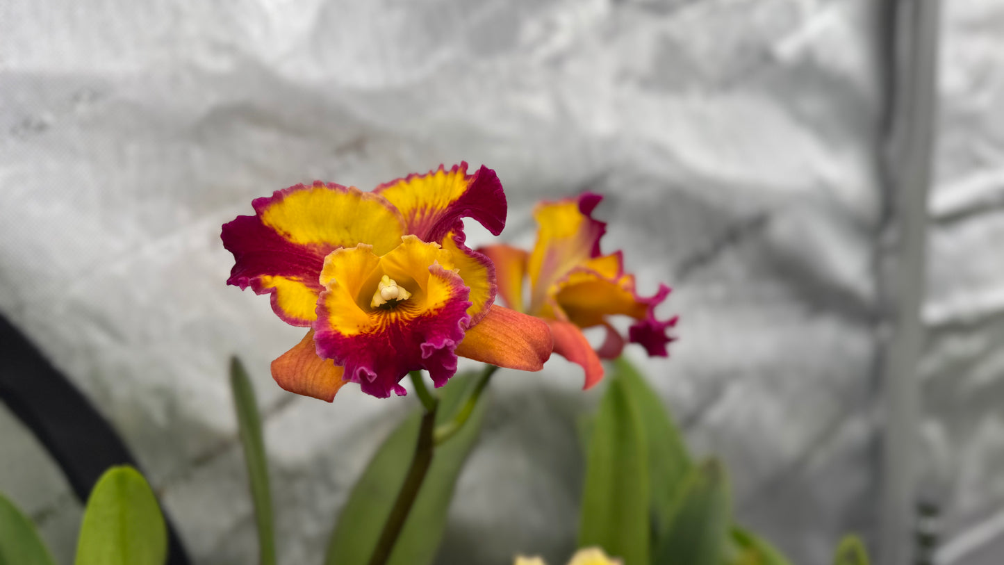 Large Cattleya Fragrant Pot. (Dick Smith x Florence Feary) 'Hawaii'