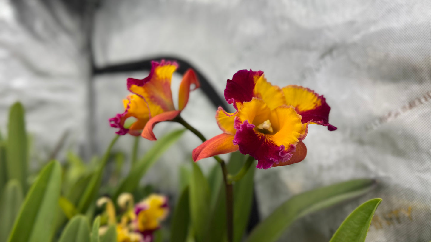 Large Cattleya Fragrant Pot. (Dick Smith x Florence Feary) 'Hawaii'