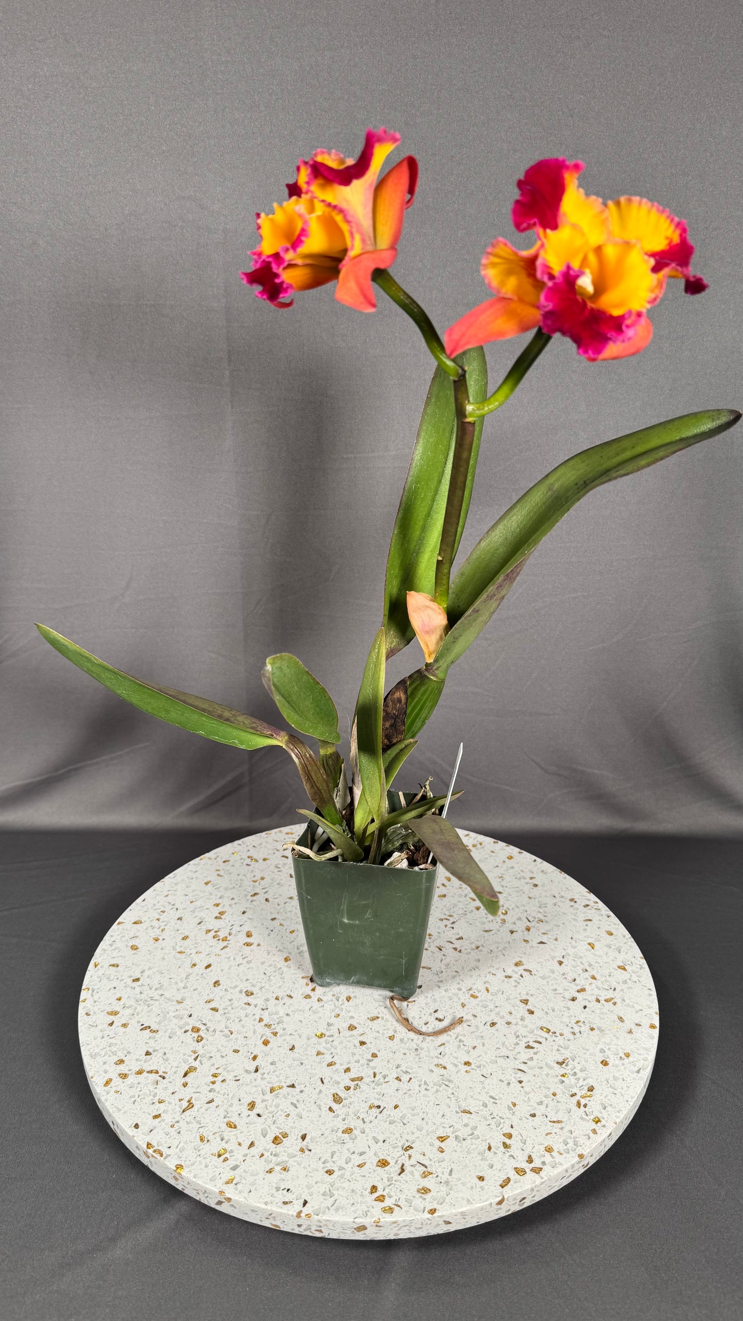 Large Cattleya Fragrant Pot. (Dick Smith x Florence Feary) 'Hawaii'