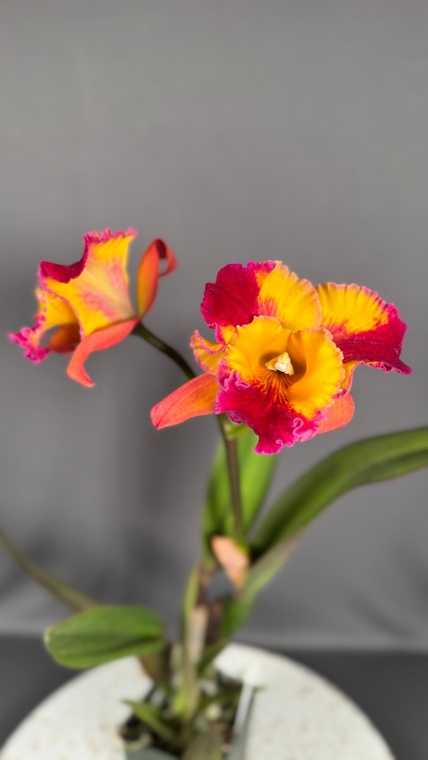 Large Cattleya Fragrant Pot. (Dick Smith x Florence Feary) 'Hawaii'