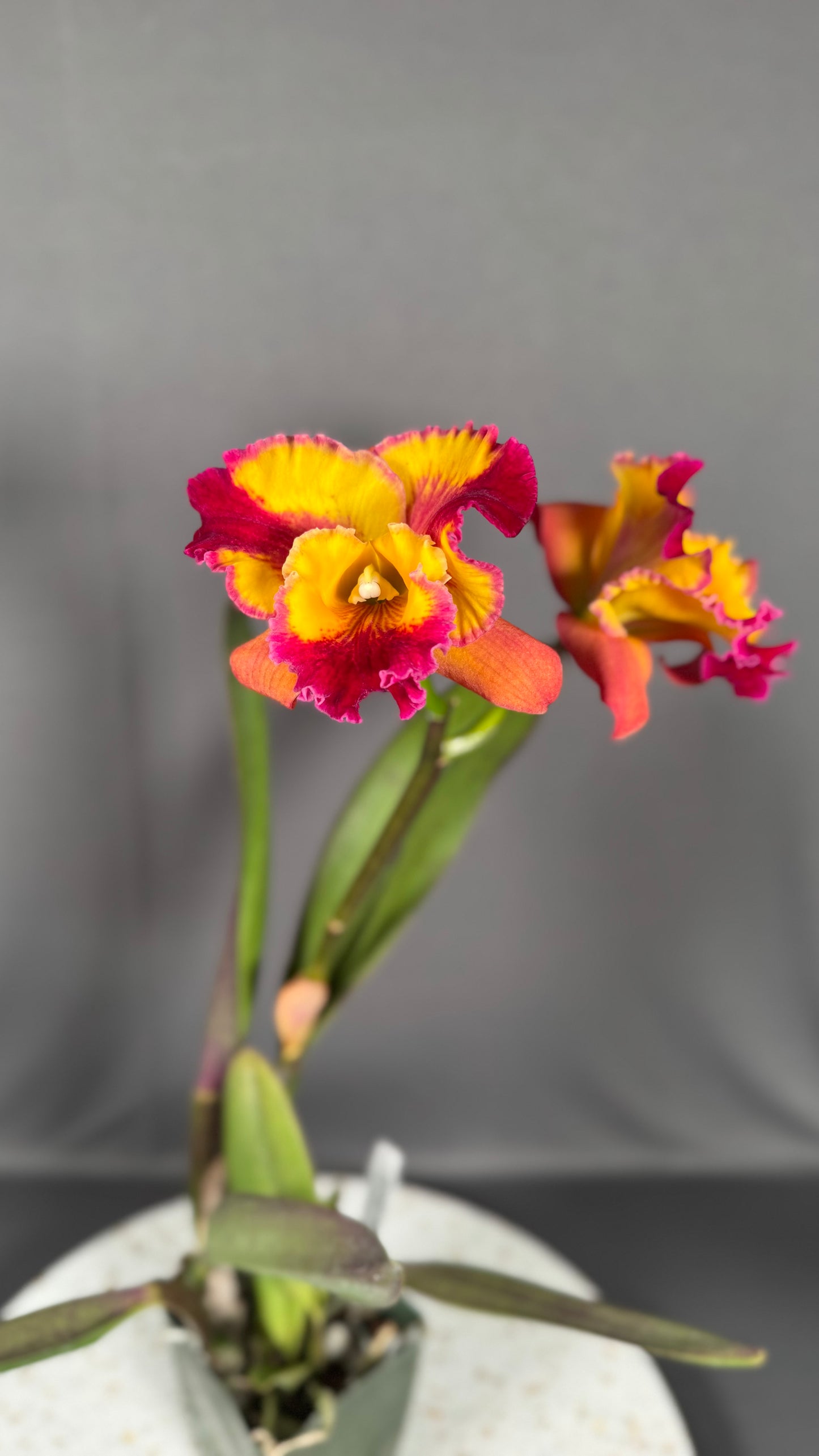 Large Cattleya Fragrant Pot. (Dick Smith x Florence Feary) 'Hawaii'