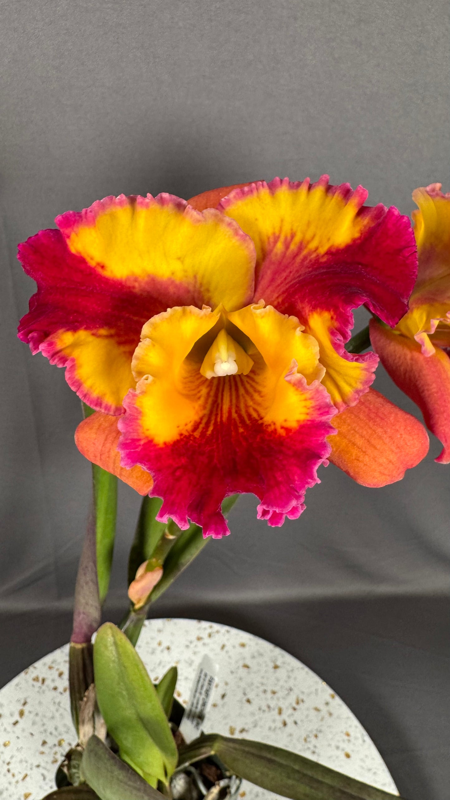 Large Cattleya Fragrant Pot. (Dick Smith x Florence Feary) 'Hawaii'