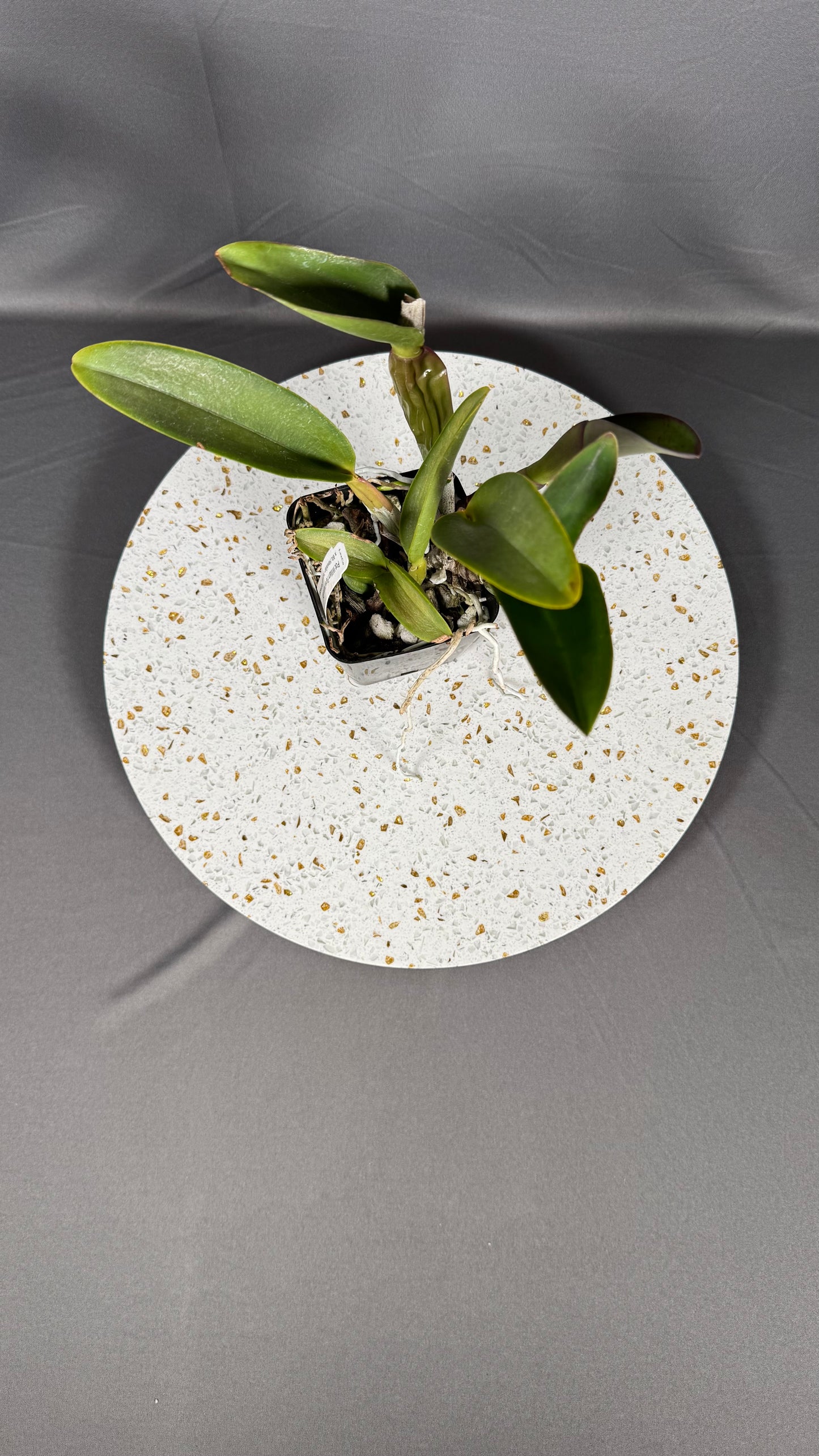 Pot. William Farrell 'Native Son' x Blc. Hawaiian Discovery 'Fluorescent Orange' HCC/AOS