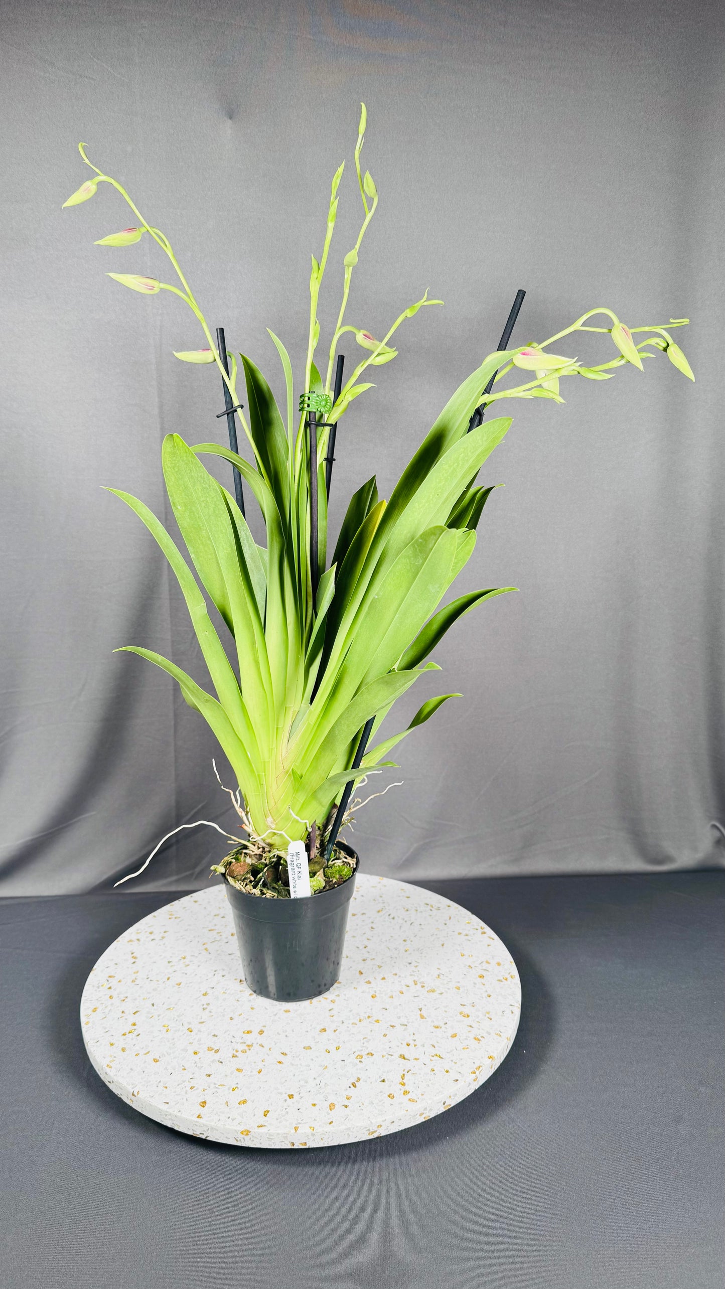Miltonia QF Kiai