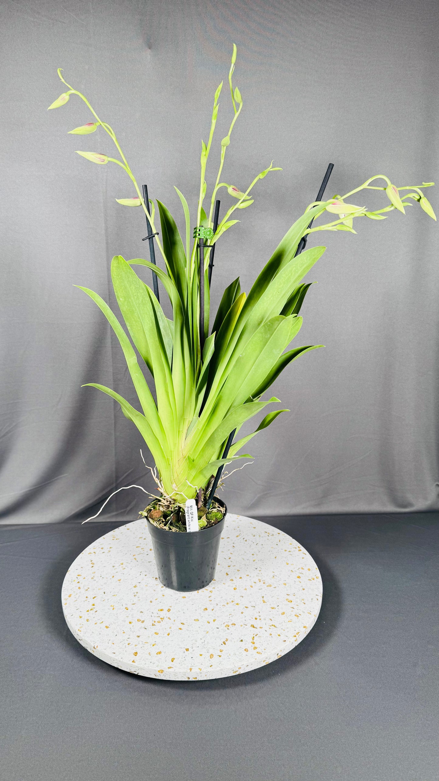 Miltonia QF Kiai
