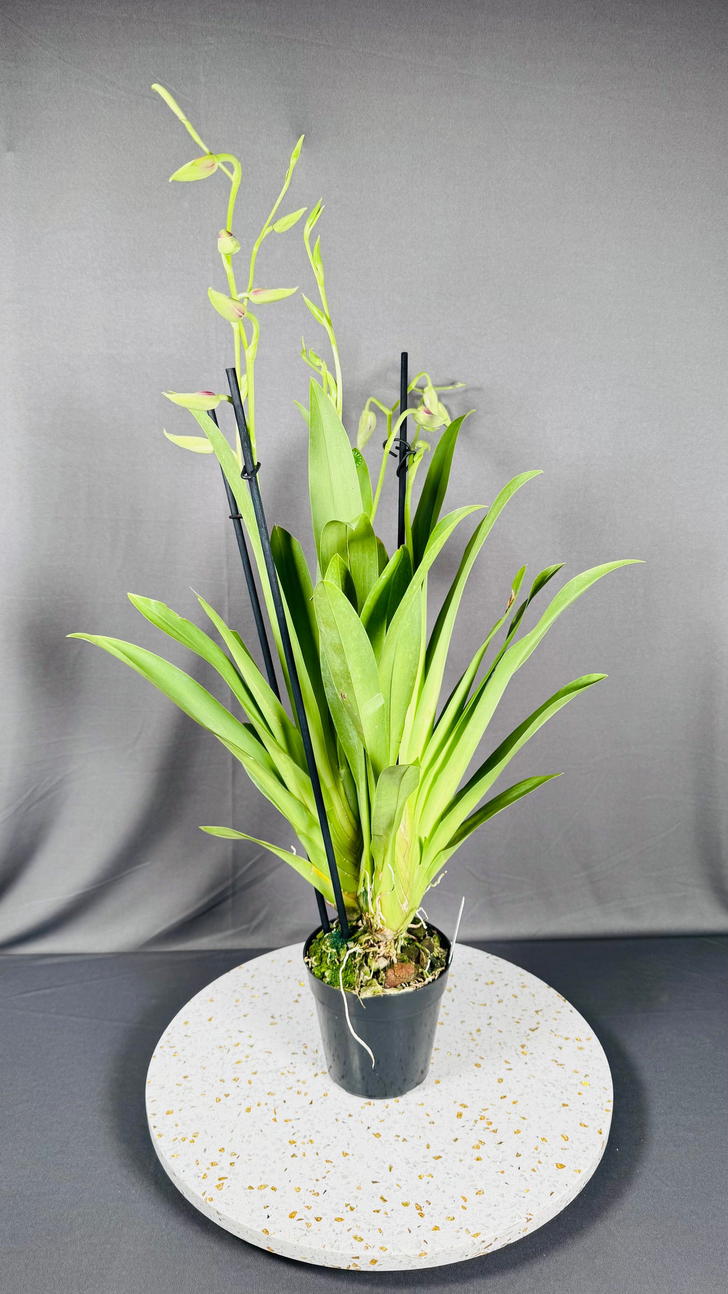 Miltonia QF Kiai