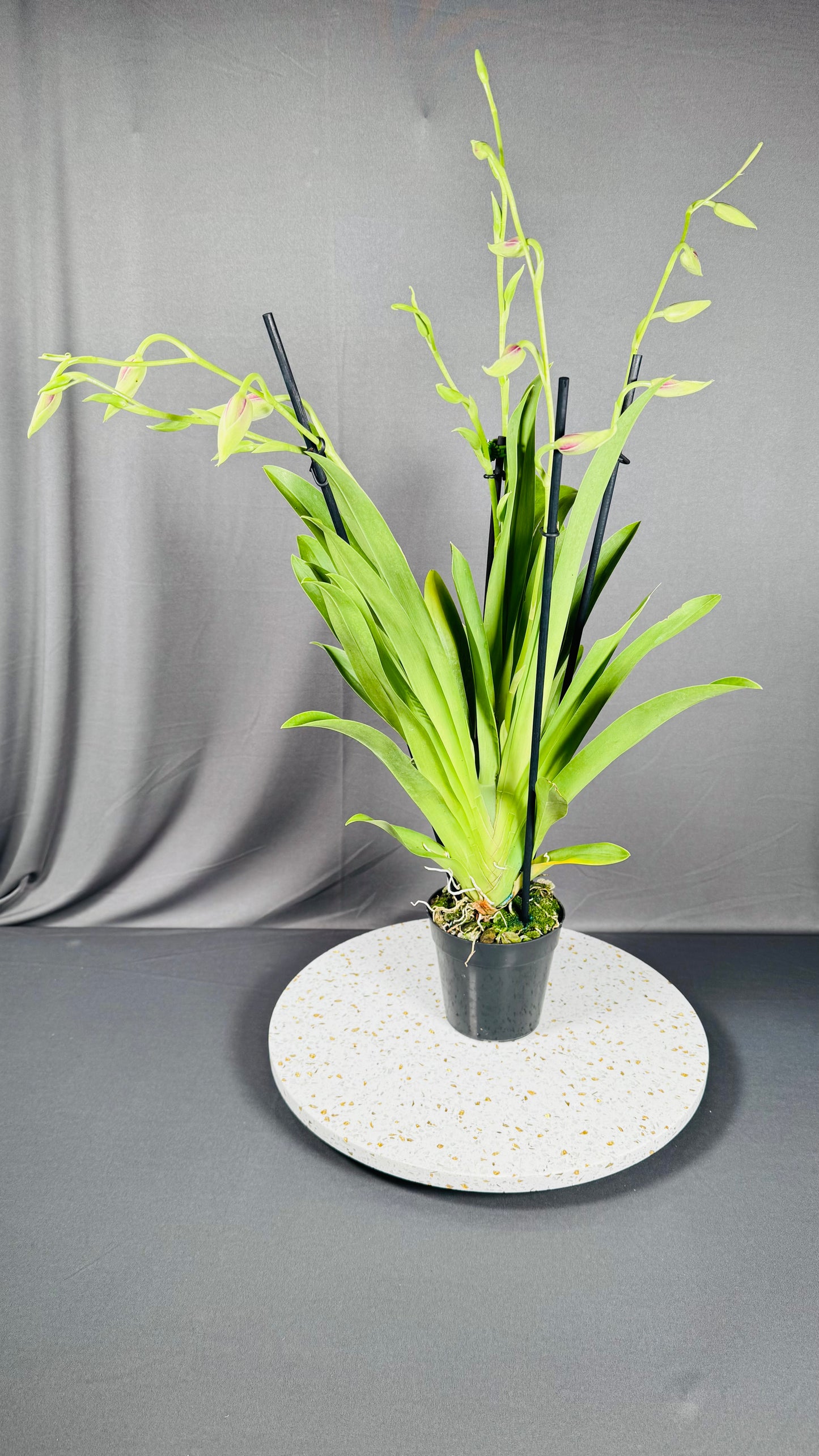 Miltonia QF Kiai