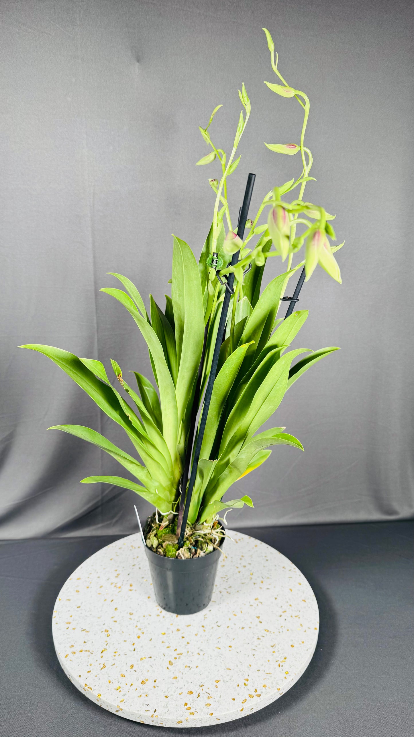 Miltonia QF Kiai
