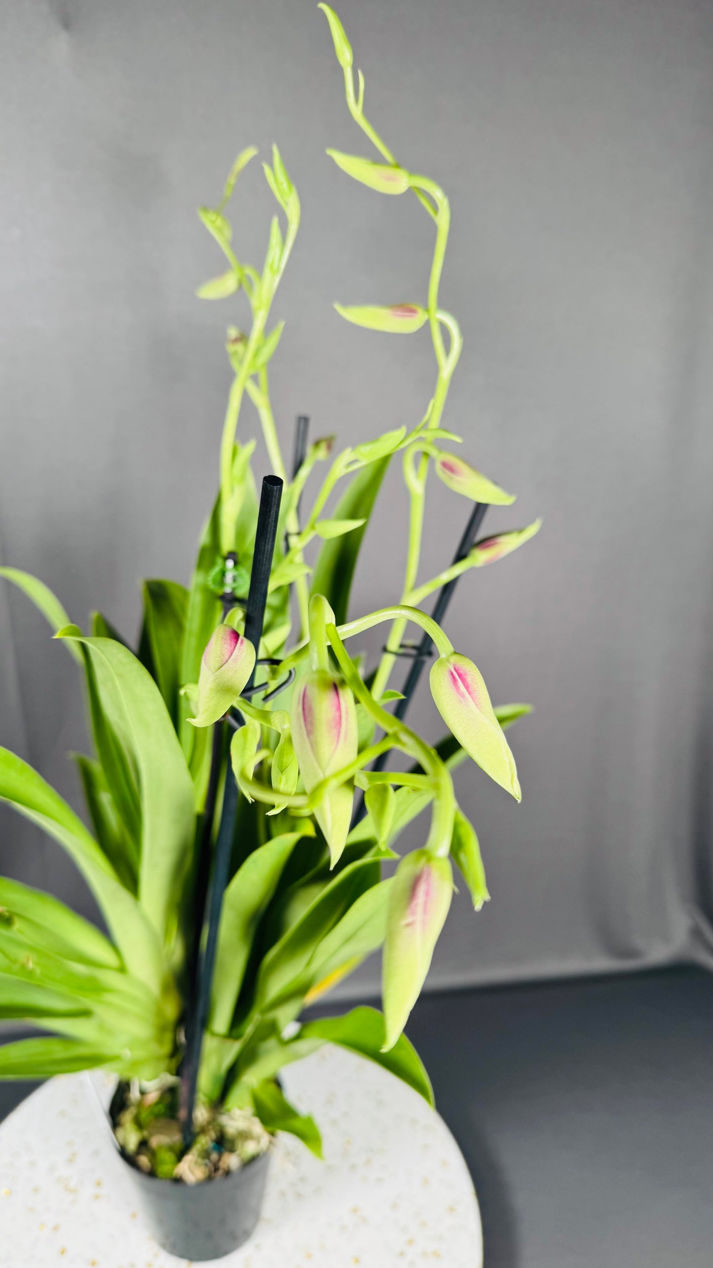 Miltonia QF Kiai