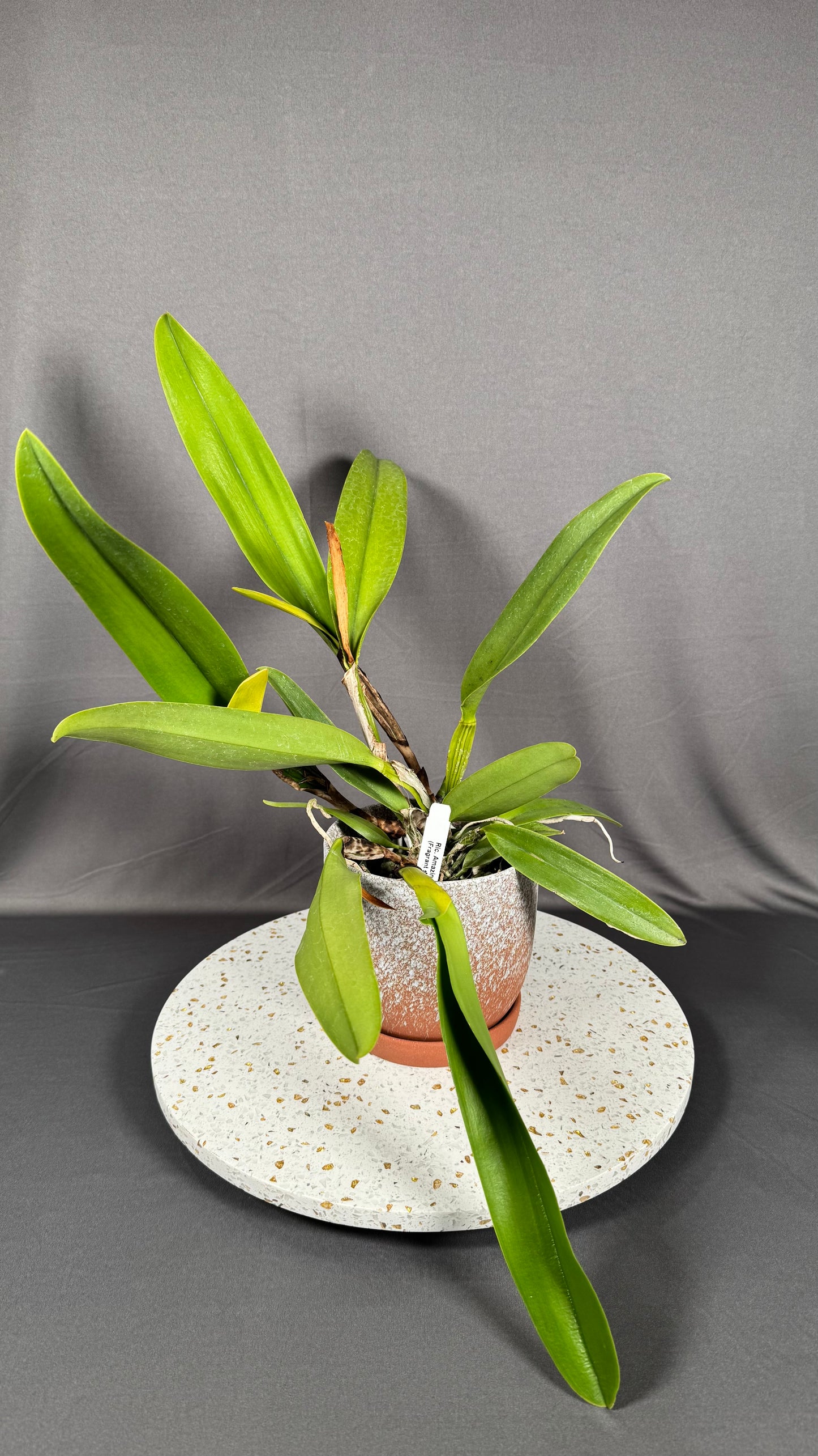RARE Large Cattleya Fragrant Rlc. Amazing Thailand 'Rainbow'