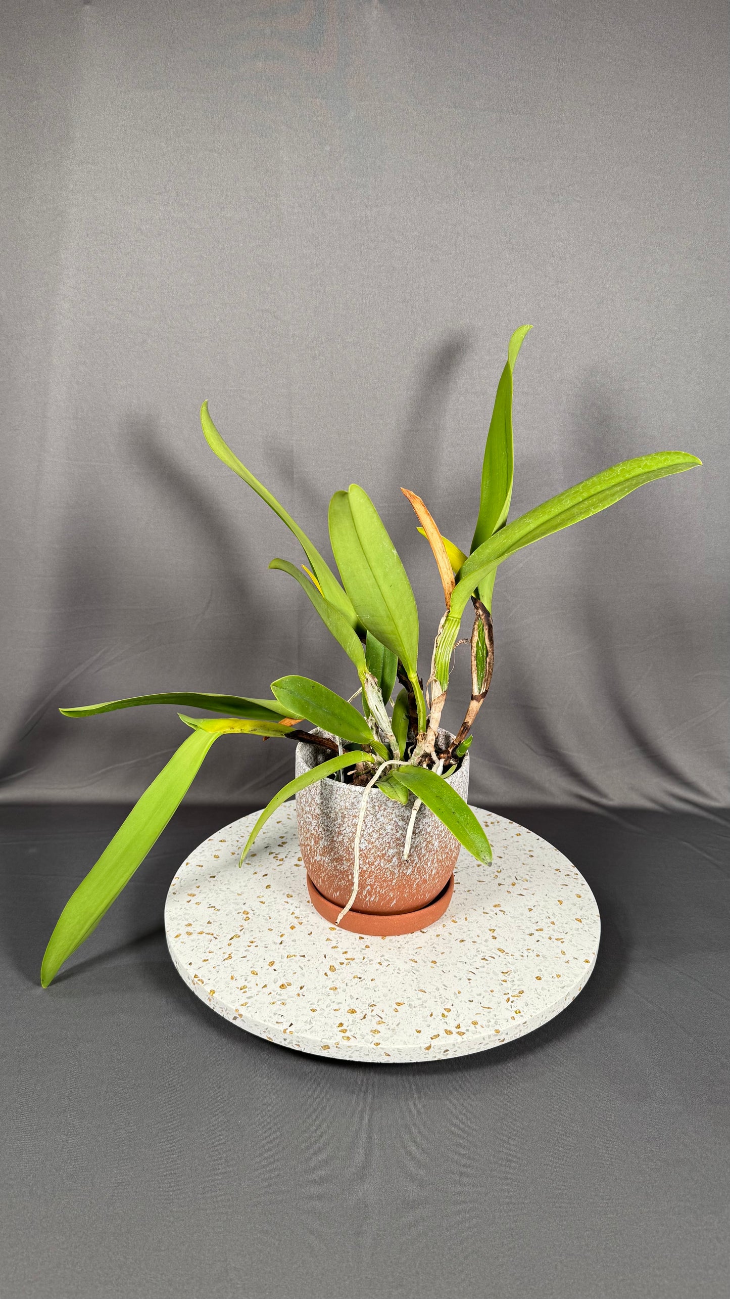 RARE Large Cattleya Fragrant Rlc. Amazing Thailand 'Rainbow'