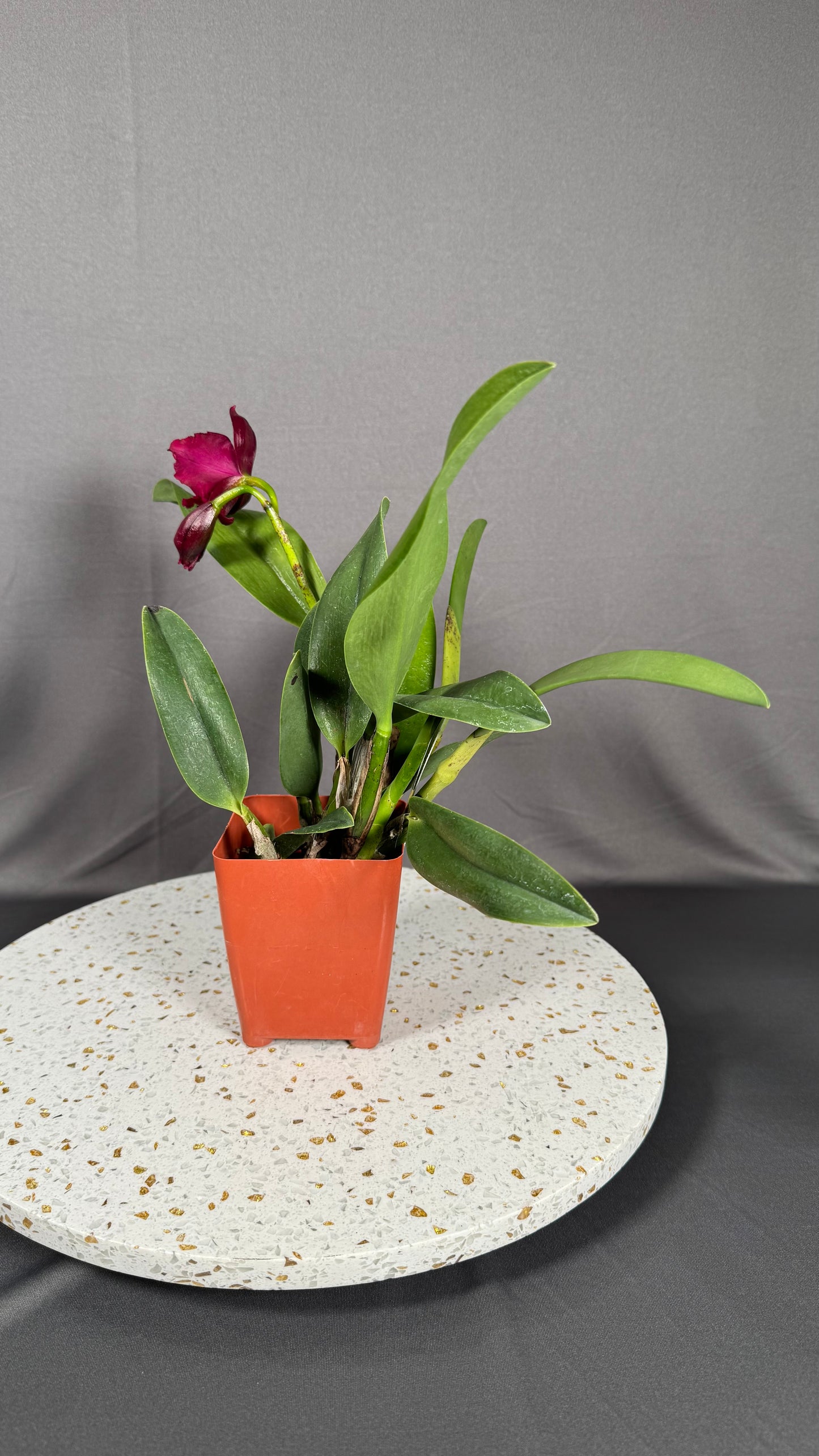 Cattleya Fragrant Rlc. Paradise Rose 'My Valentine'