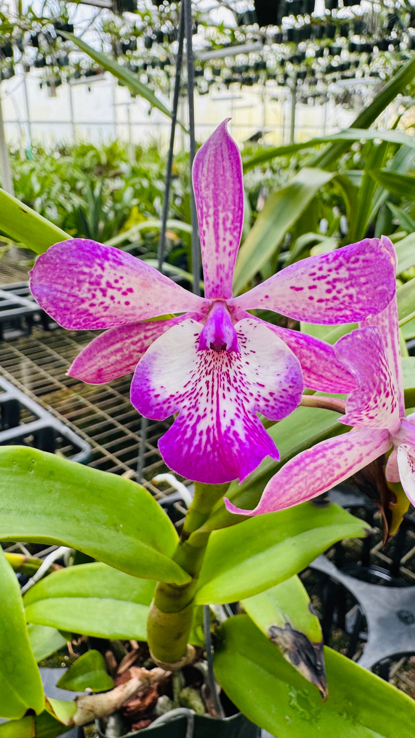 Cattleya Tuckerara Hilo Adventure 'Pinkie'