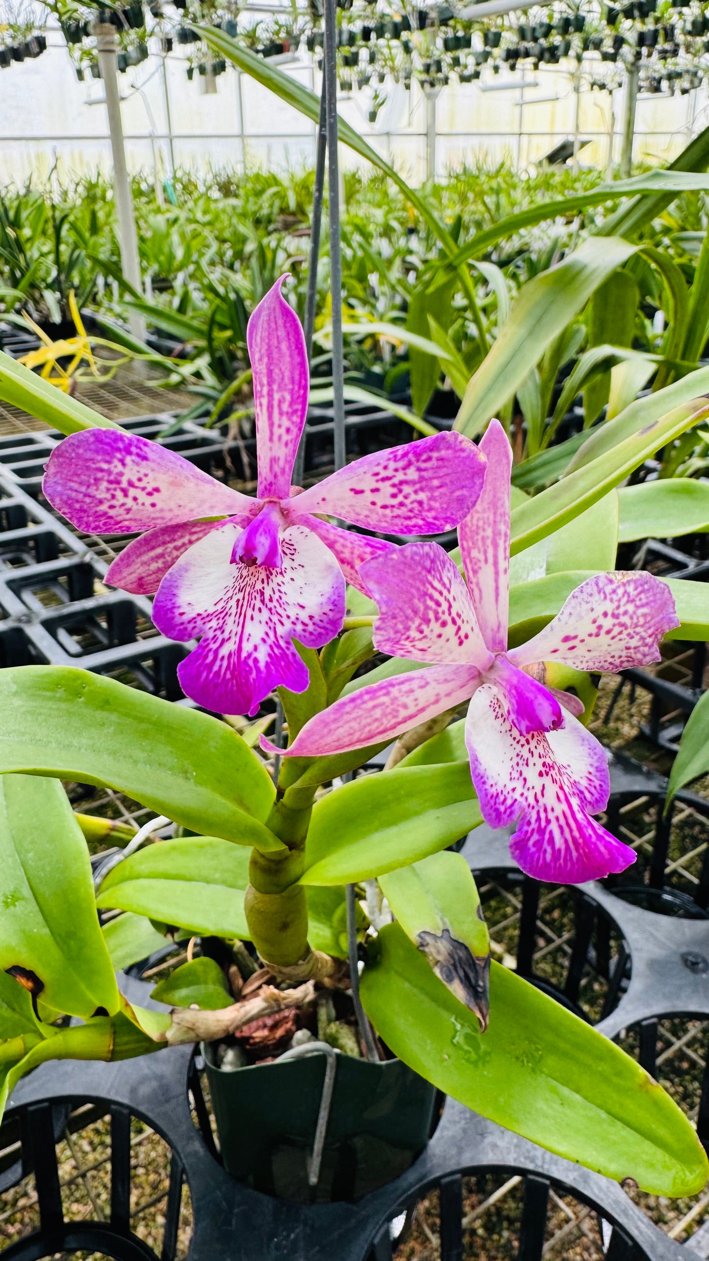 Cattleya Tuckerara Hilo Adventure 'Pinkie'