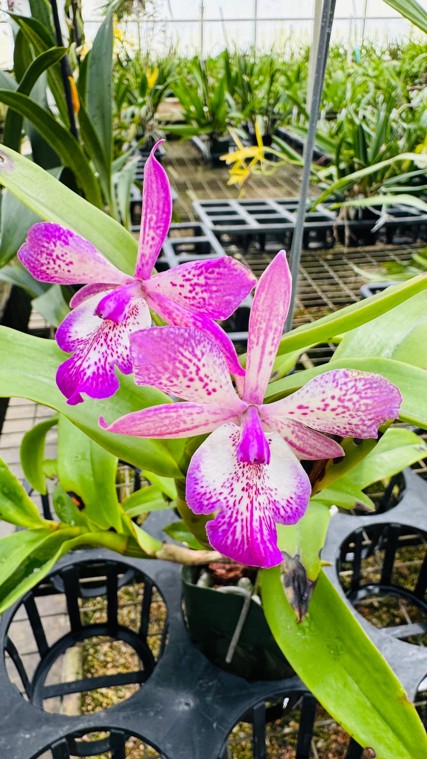 Cattleya Tuckerara Hilo Adventure 'Pinkie'