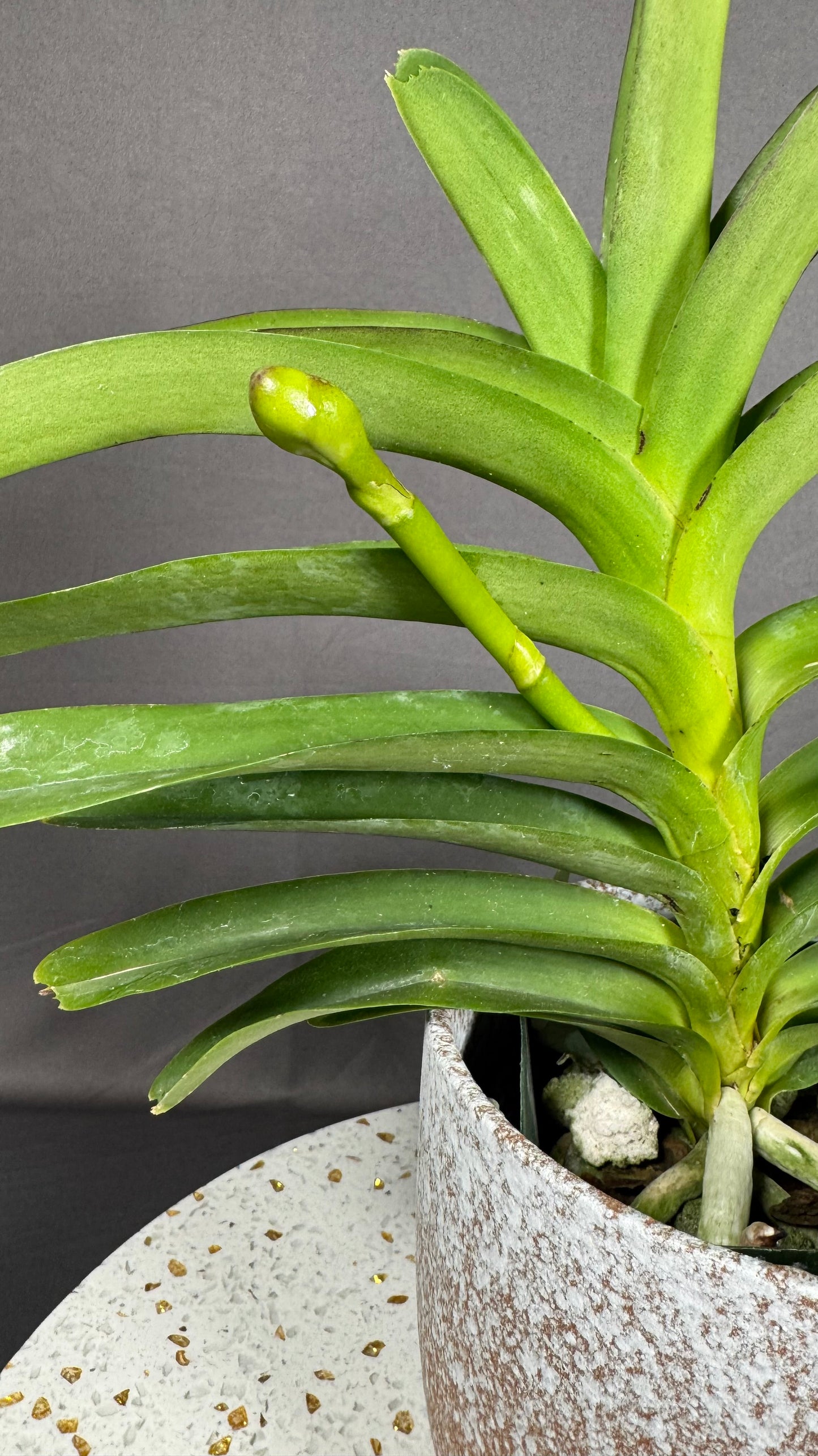 Vanda Fragrant Packchong Blue 'Pink 2N' x Vanda Patcharee Delight 4N