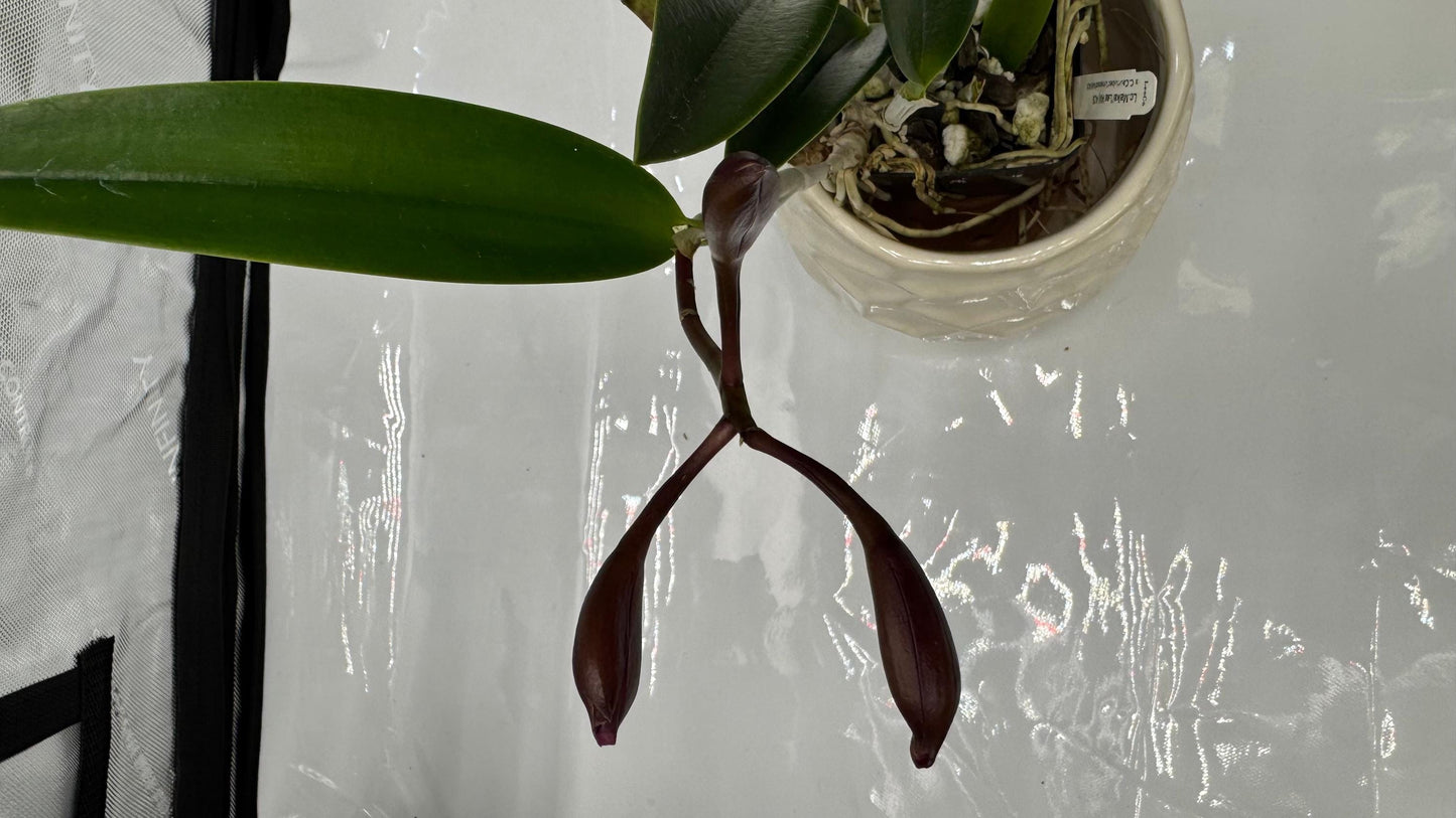 Lc. Maikai 'Lea' Am/Aos X C. Caudebec 'Linwood' Am/Aos