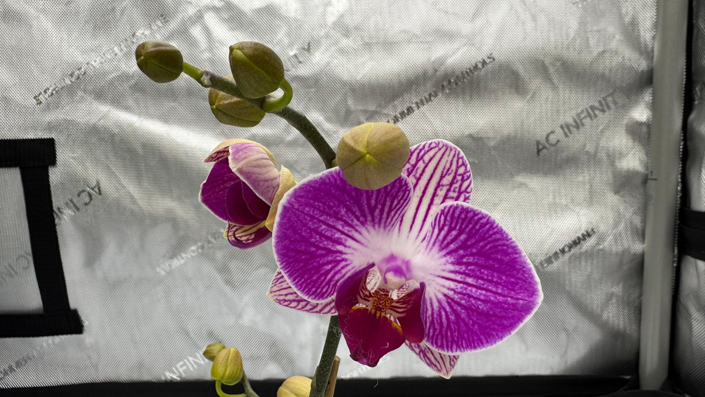 Phalaenopsis Dragon Tree Paradise In Bud/Bloom