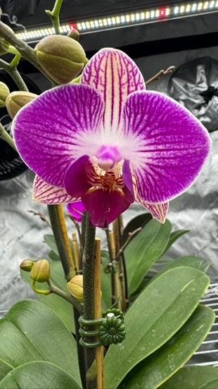 Phalaenopsis Dragon Tree Paradise In Bud/Bloom