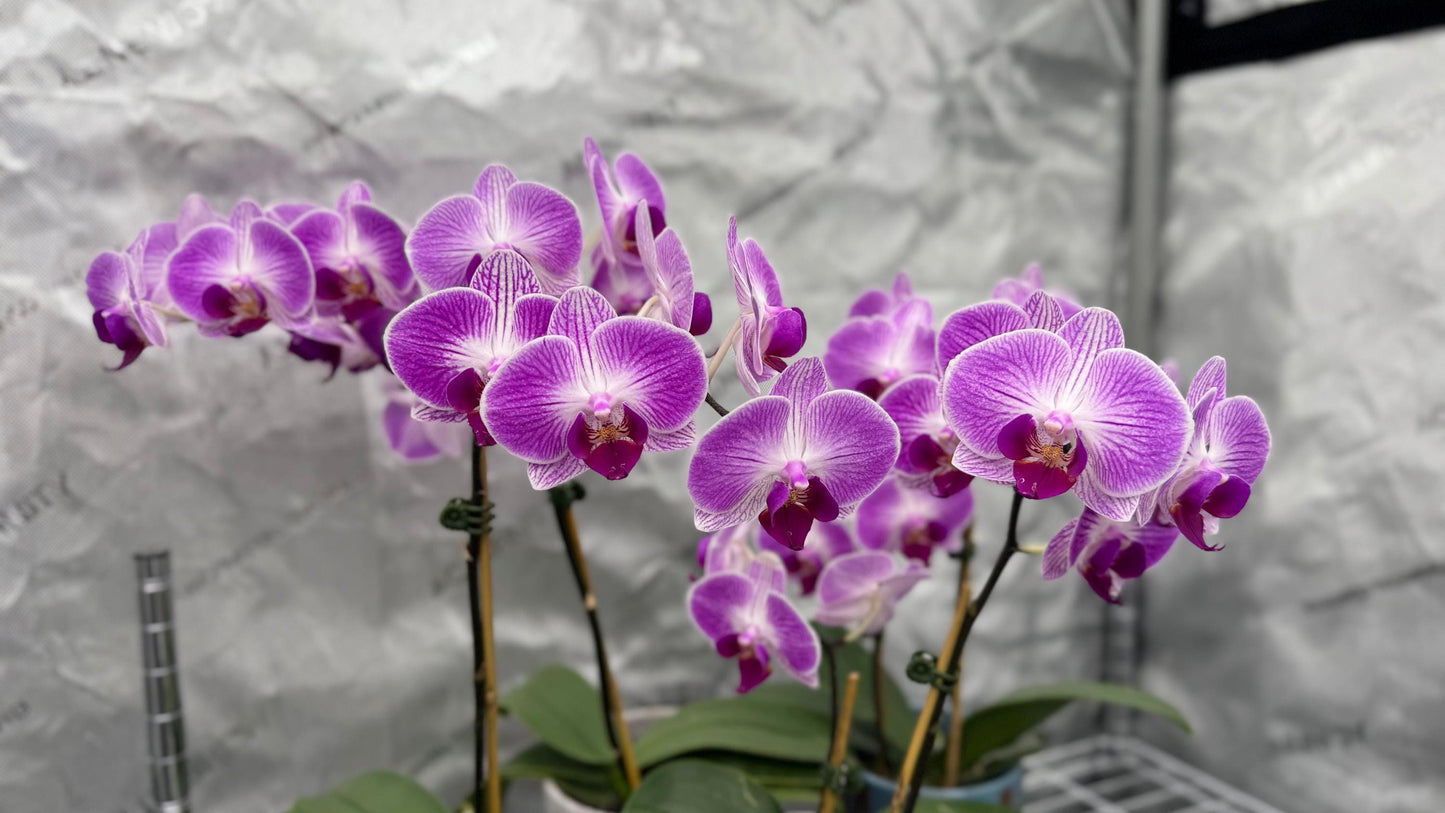 Phalaenopsis Dragon Tree Paradise In Bud/Bloom