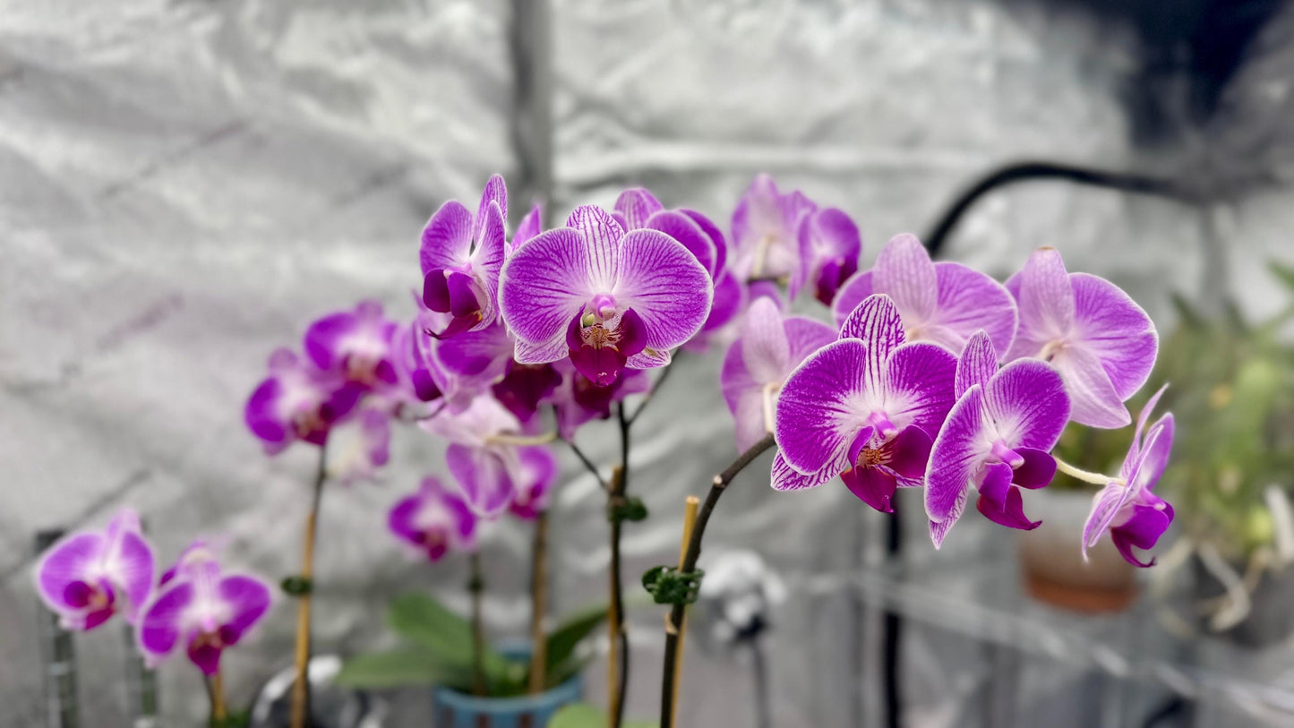 Phalaenopsis Dragon Tree Paradise In Bud/Bloom