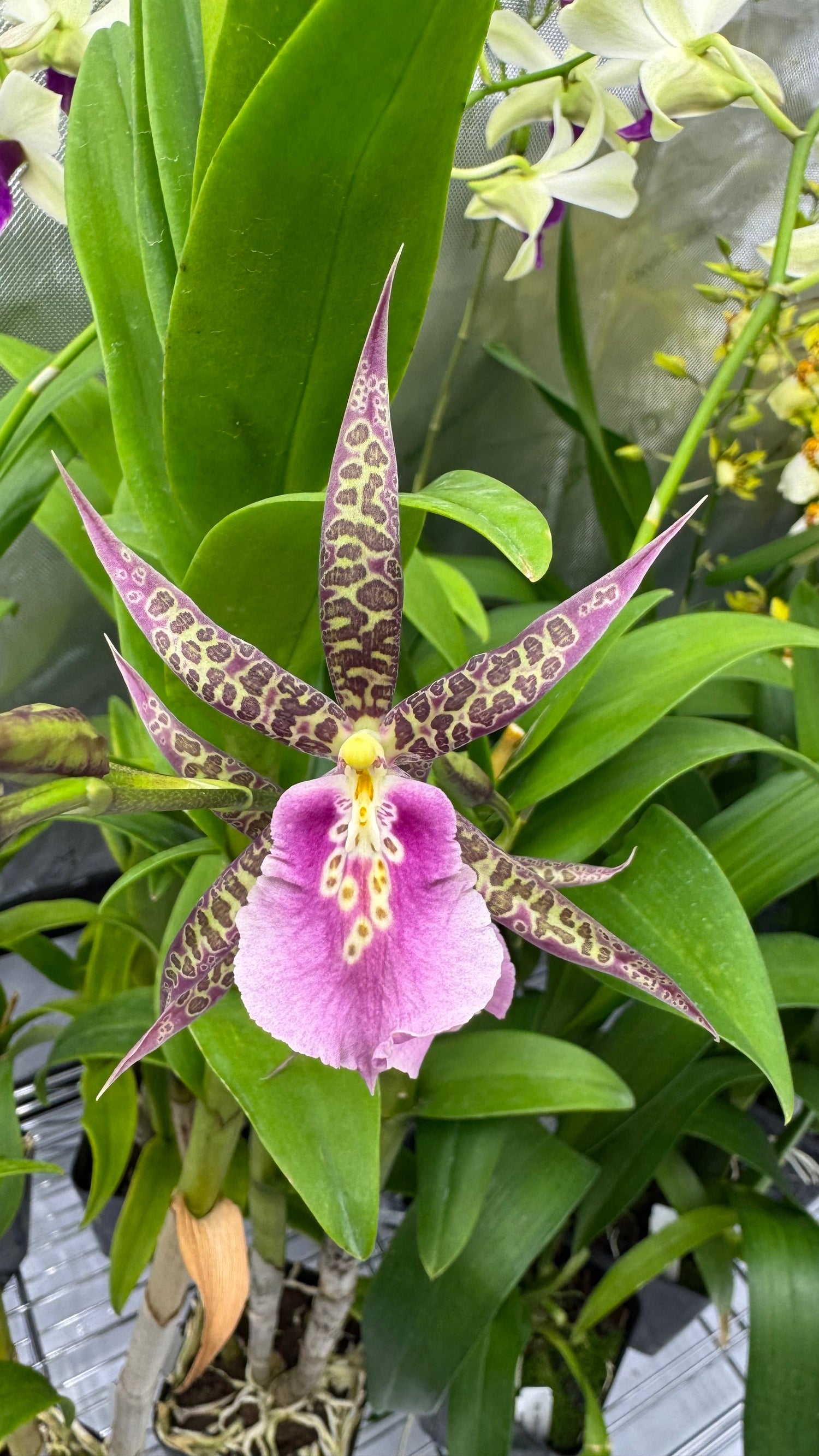 Miltonia Hybrids