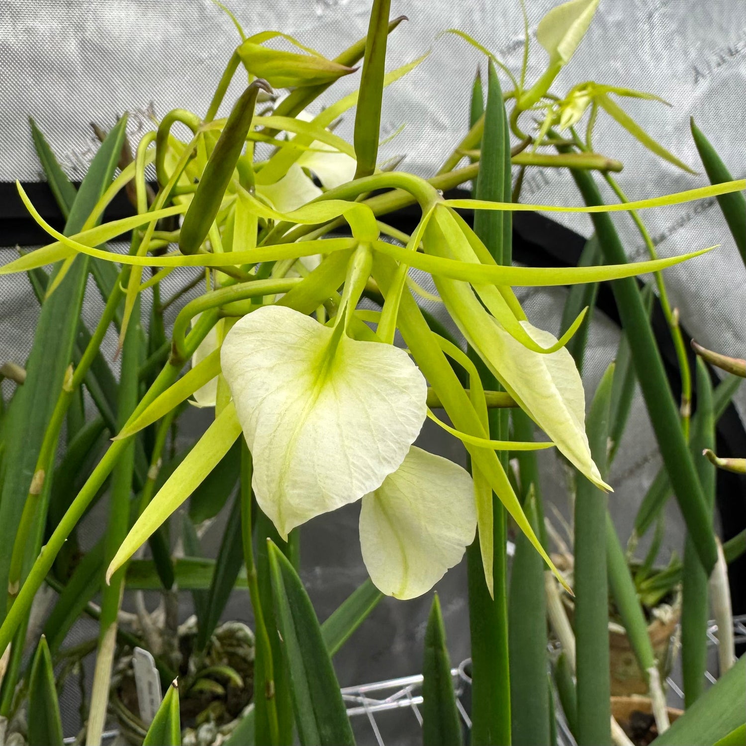 Fragrant Orchids