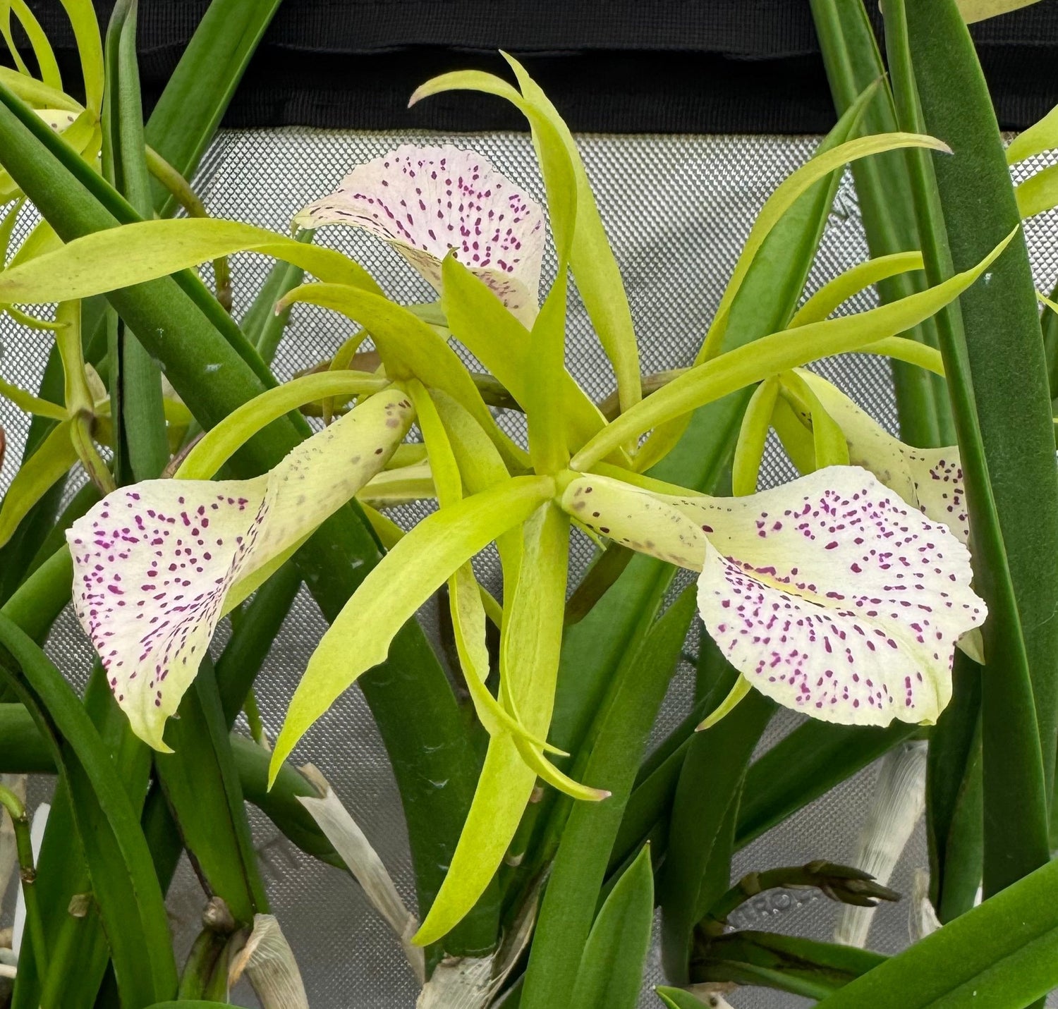 Cattleya Stars Hybrids