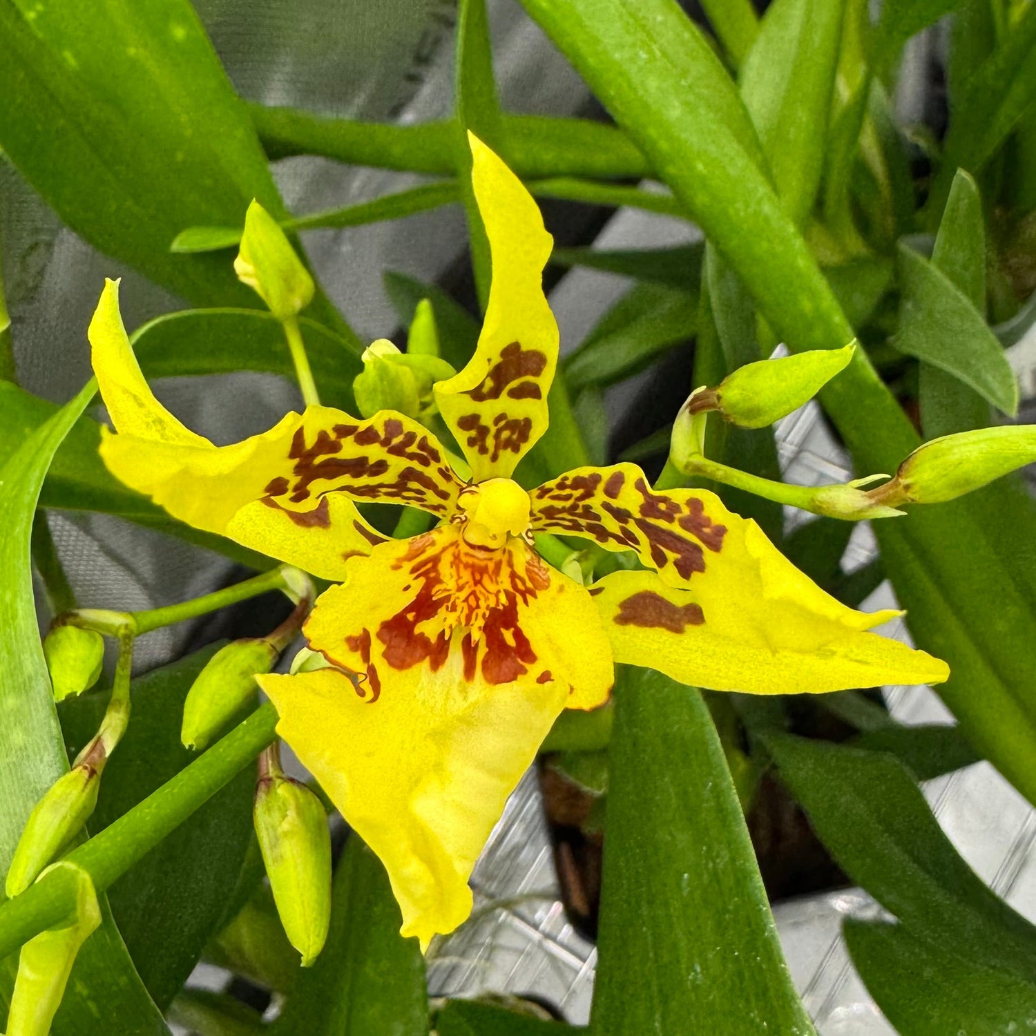 Oncidium and Oncidium Hybrids