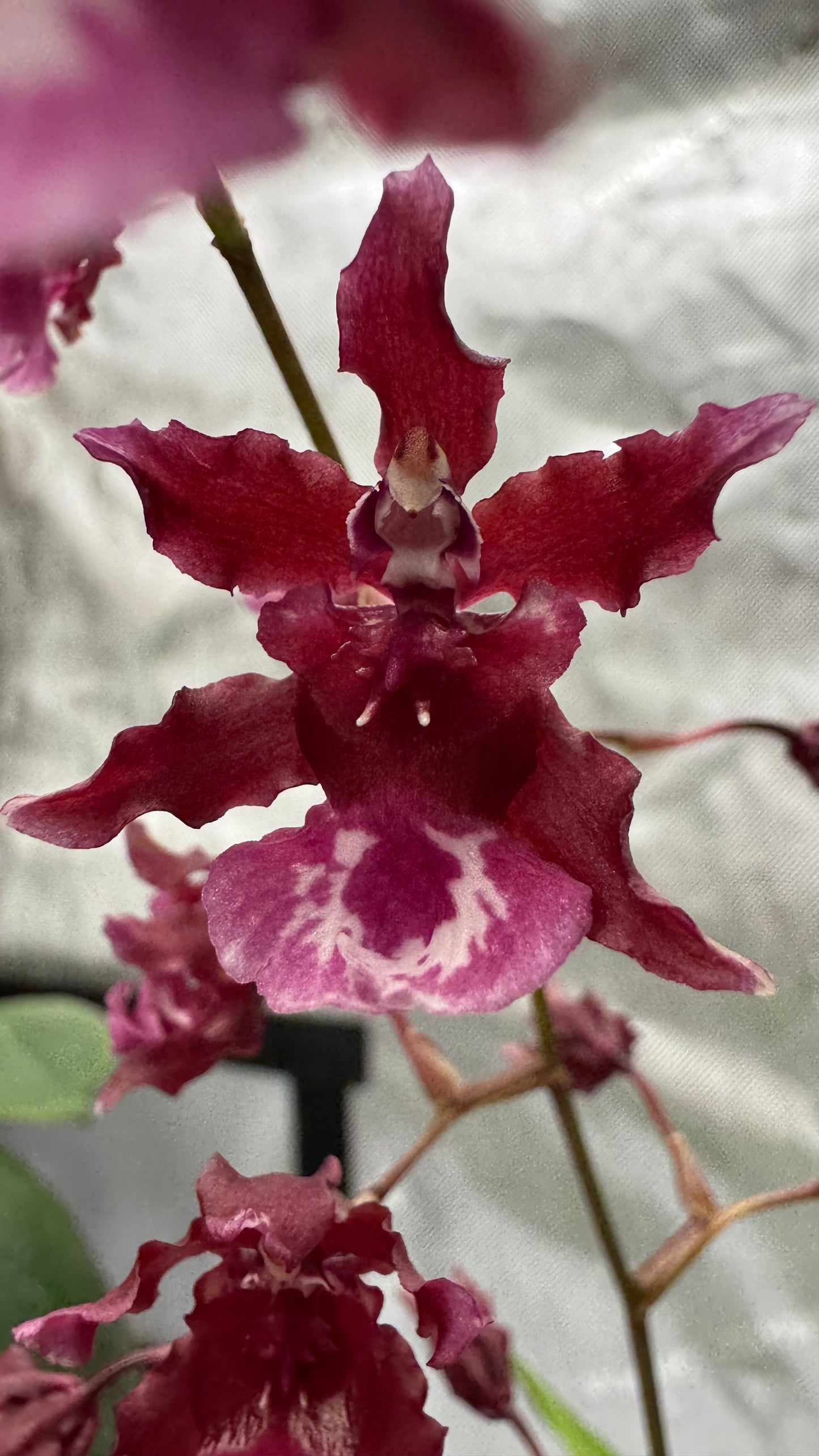 Oncidium (Onc.) Heaven Scent 'Sweet Baby'