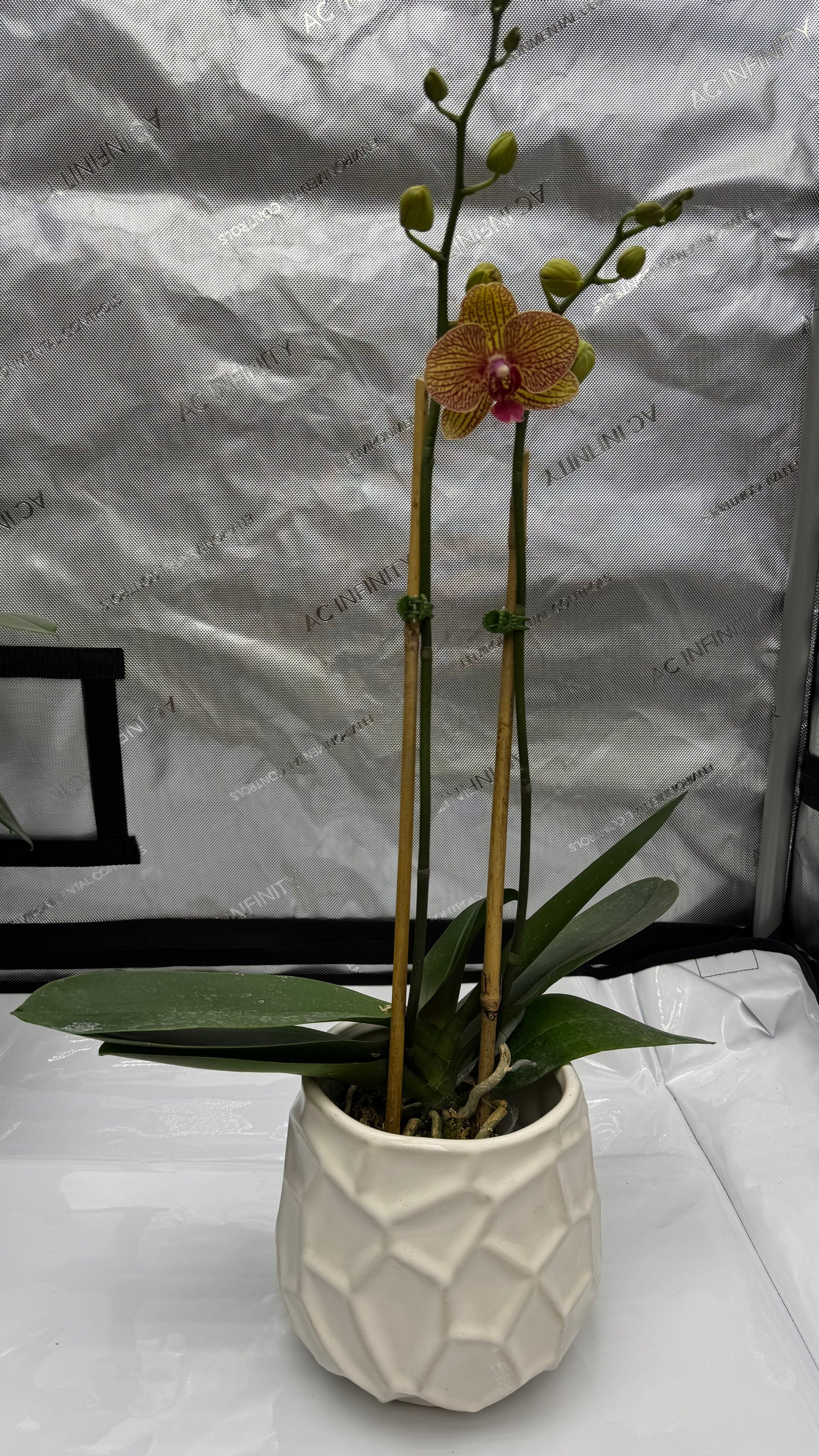 Phalaenopsis KV Beauty Double Spike In Bud/Bloom