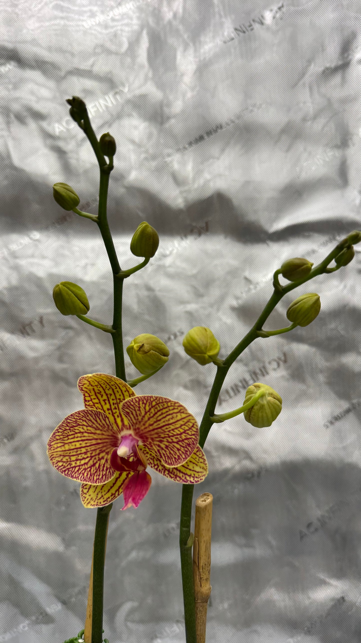 Phalaenopsis KV Beauty Double Spike In Bud/Bloom